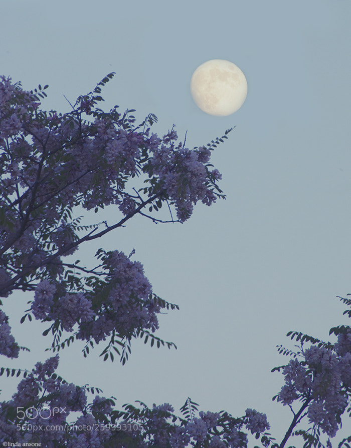 Nikon D5000 sample photo. The moon and acacia photography