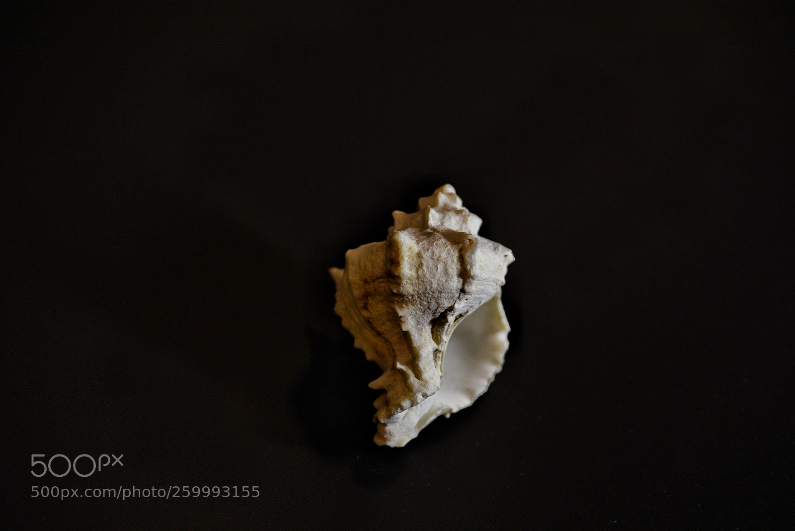 Nikon D750 sample photo. Untitled photography