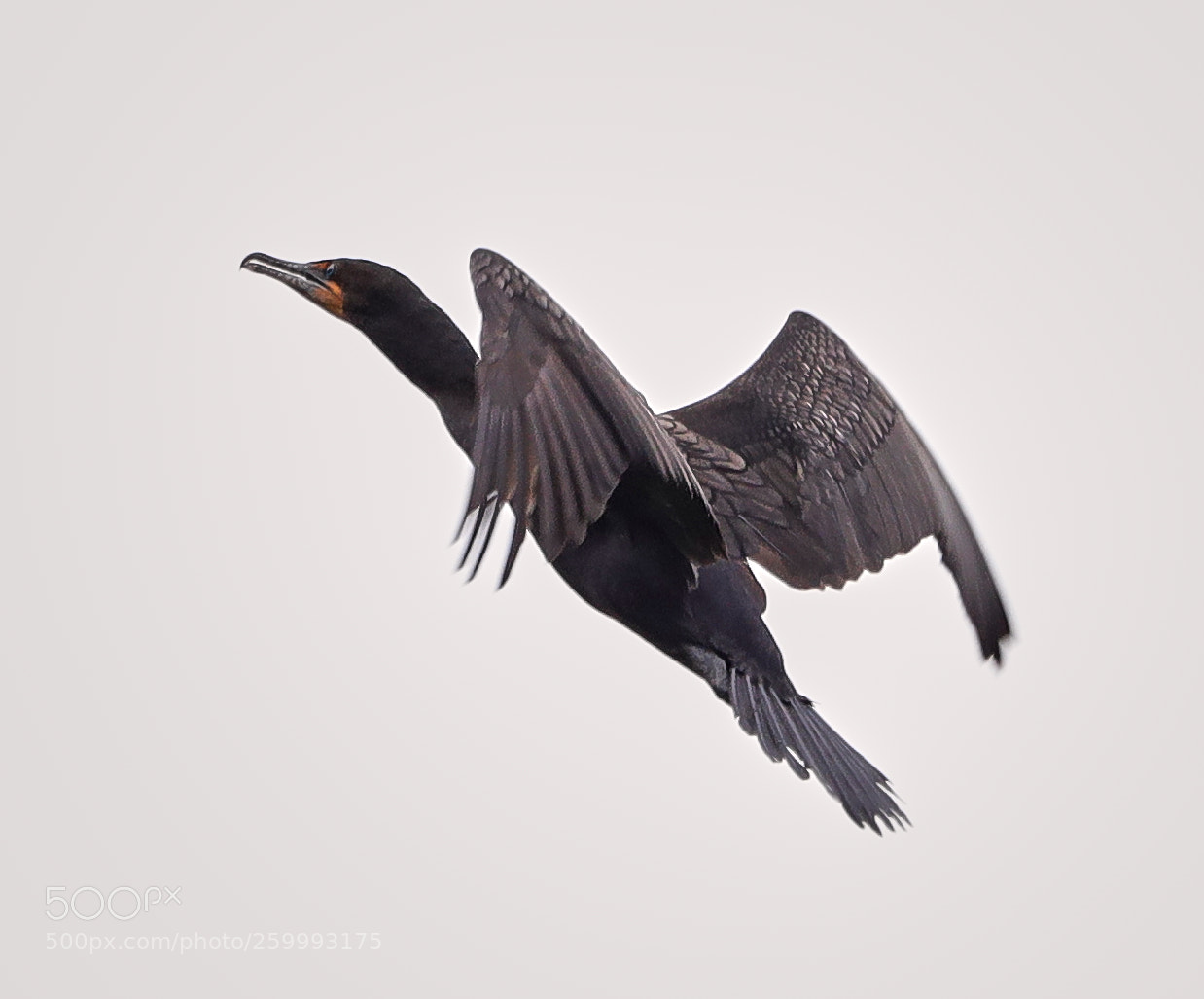 Canon EOS-1D X Mark II sample photo. 05-29-18-0020426.jpg photography