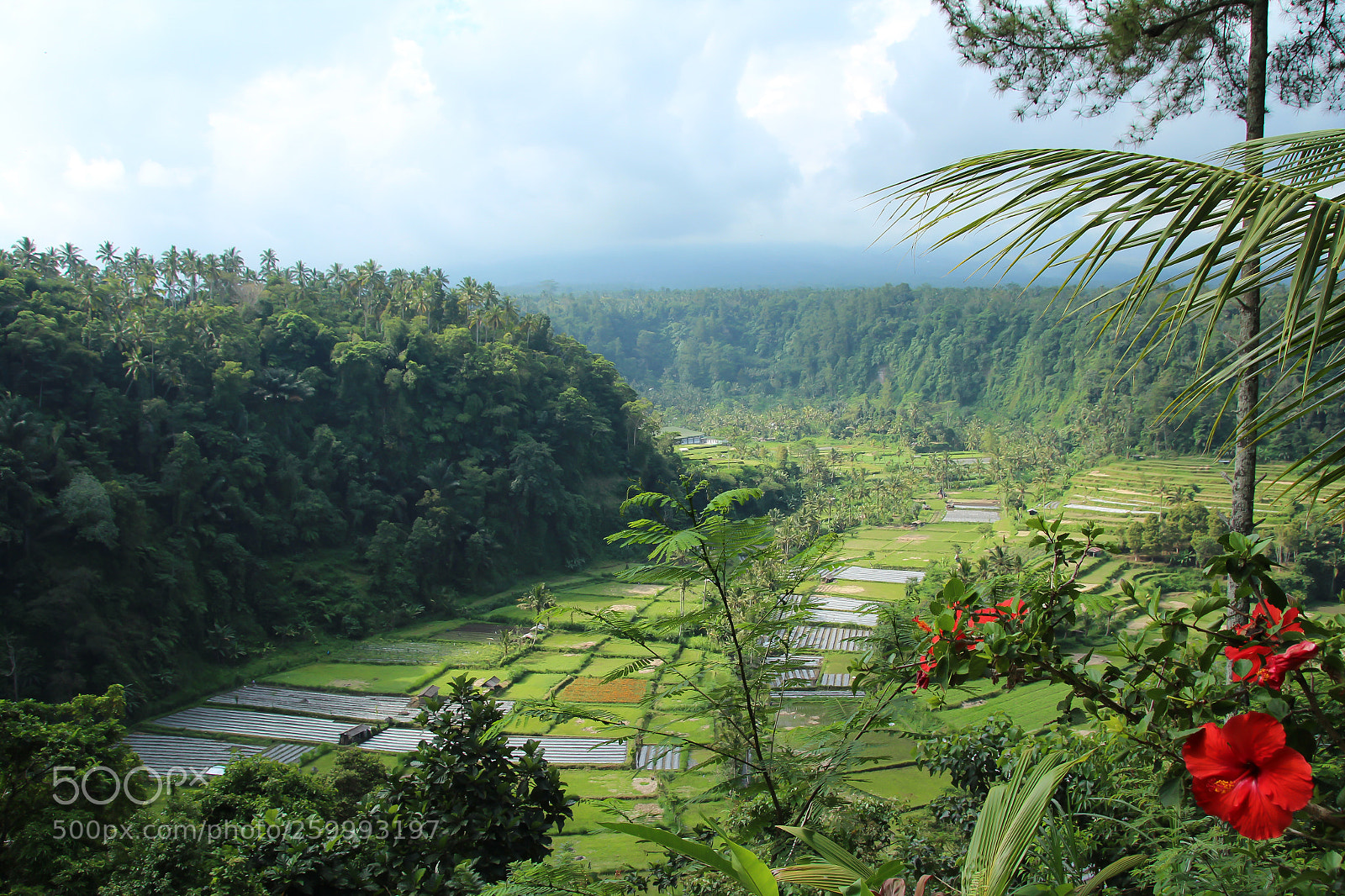 Canon EOS 600D (Rebel EOS T3i / EOS Kiss X5) sample photo. Ricefields in bali photography