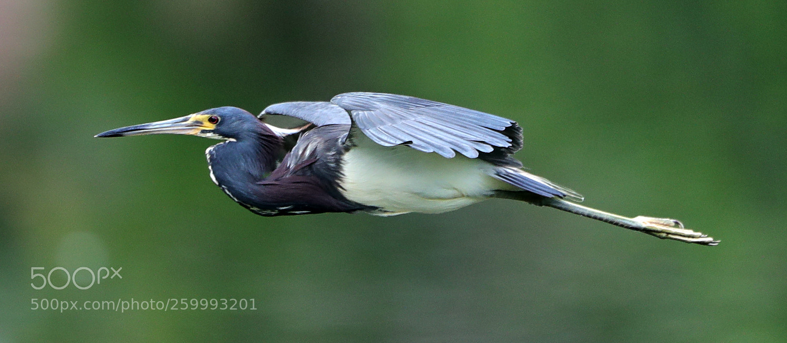 Canon EOS-1D X Mark II sample photo. 05-29-18-0020422.jpg photography
