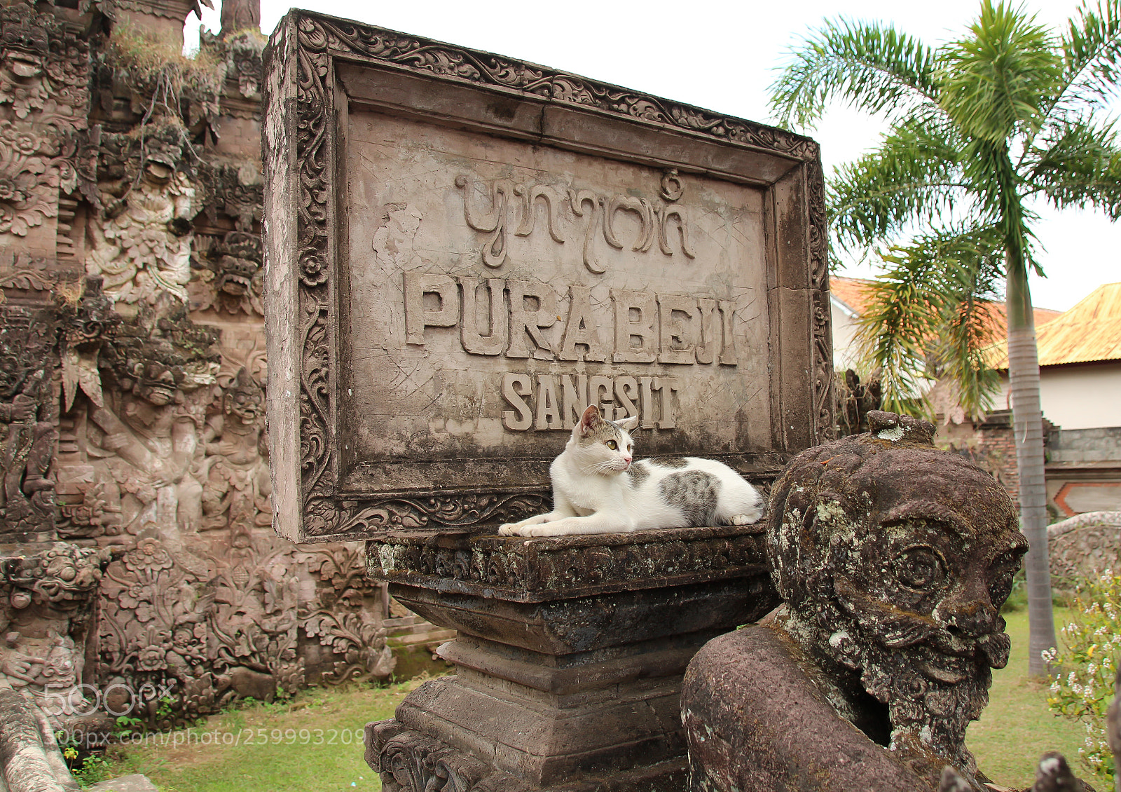 Canon EOS 600D (Rebel EOS T3i / EOS Kiss X5) sample photo. White cat and a photography