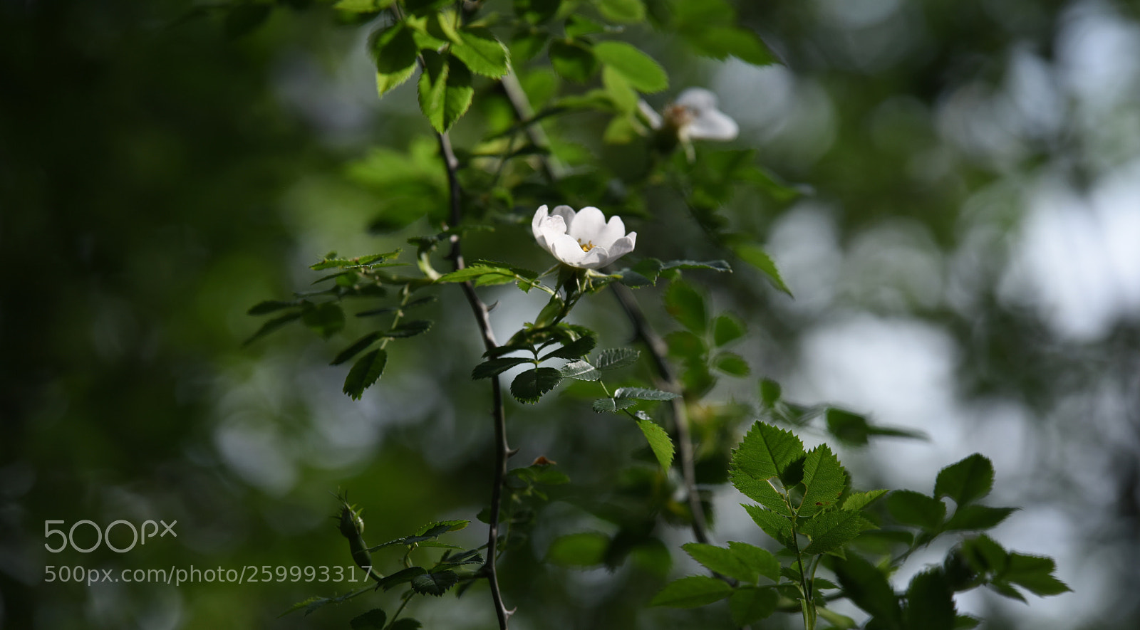 Nikon D810 sample photo. °wild.one° photography