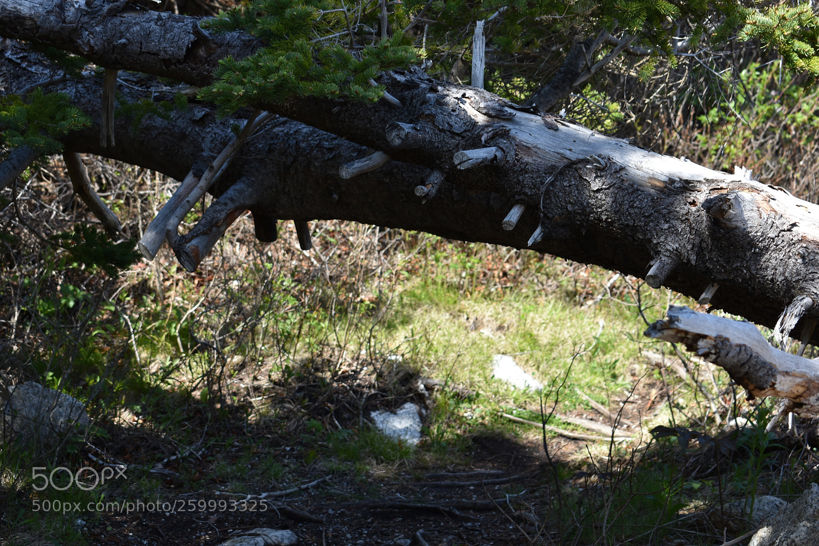 Nikon D3400 sample photo. 2018-05-27 15.53.21.jpg photography