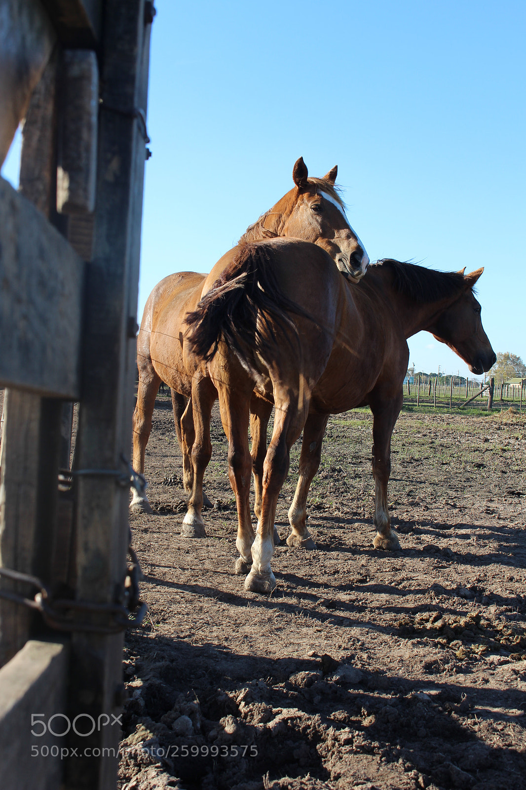 Canon EOS 700D (EOS Rebel T5i / EOS Kiss X7i) sample photo. Horses photography