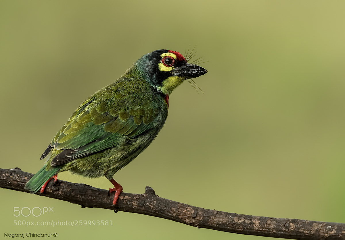 Nikon D5 sample photo. Coppersmith barbet photography