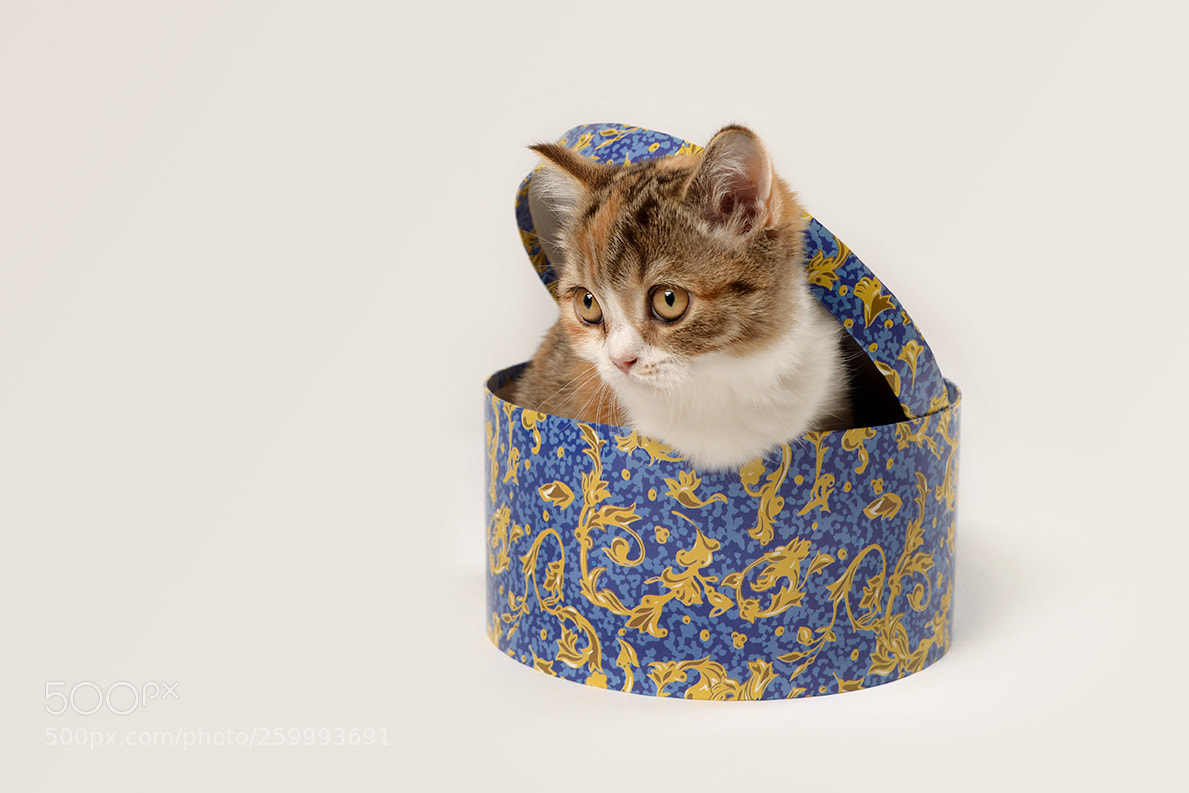 Nikon D610 sample photo. C jpg photography