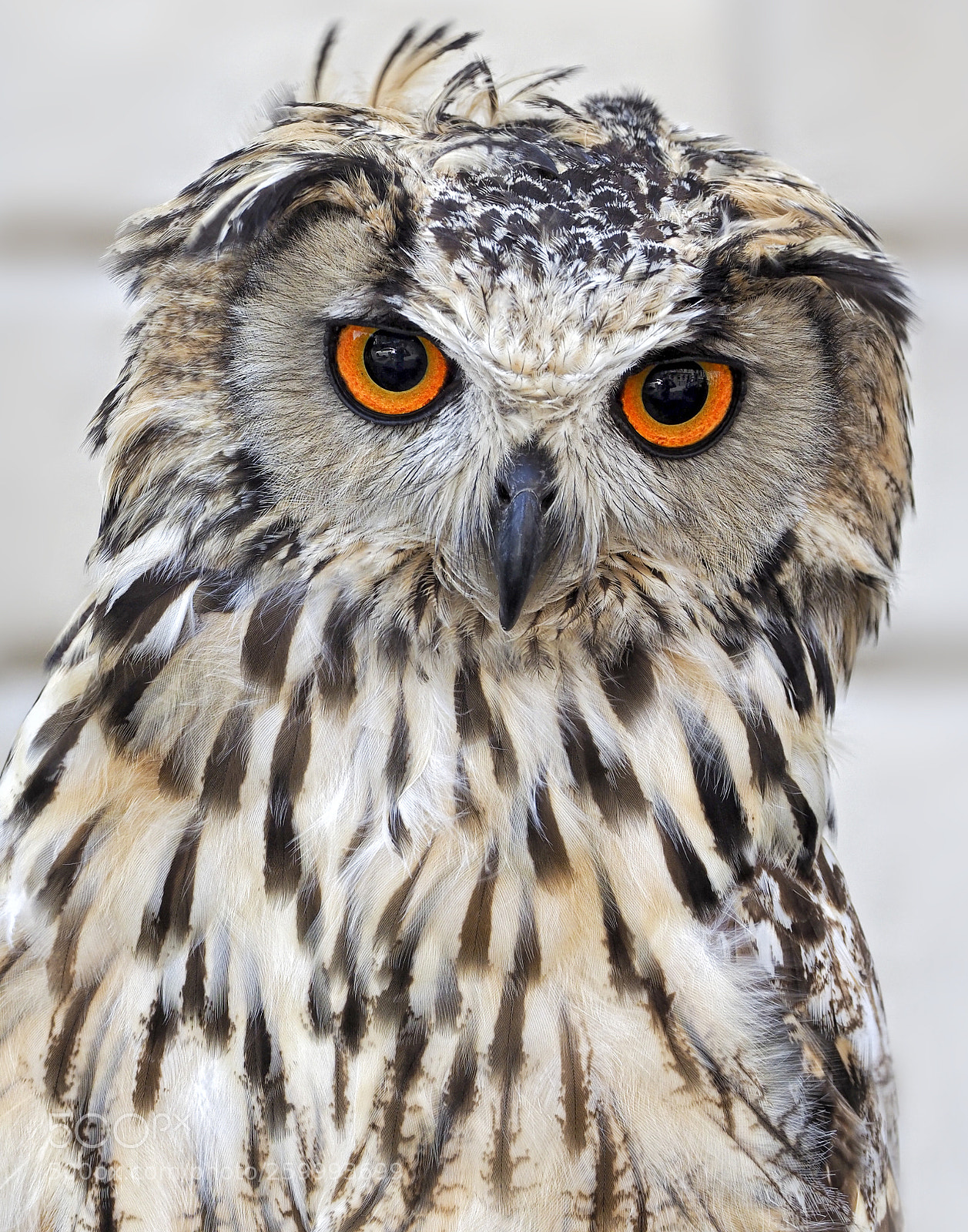 Olympus OM-D E-M1 Mark II sample photo. Bengal eagle owl photography