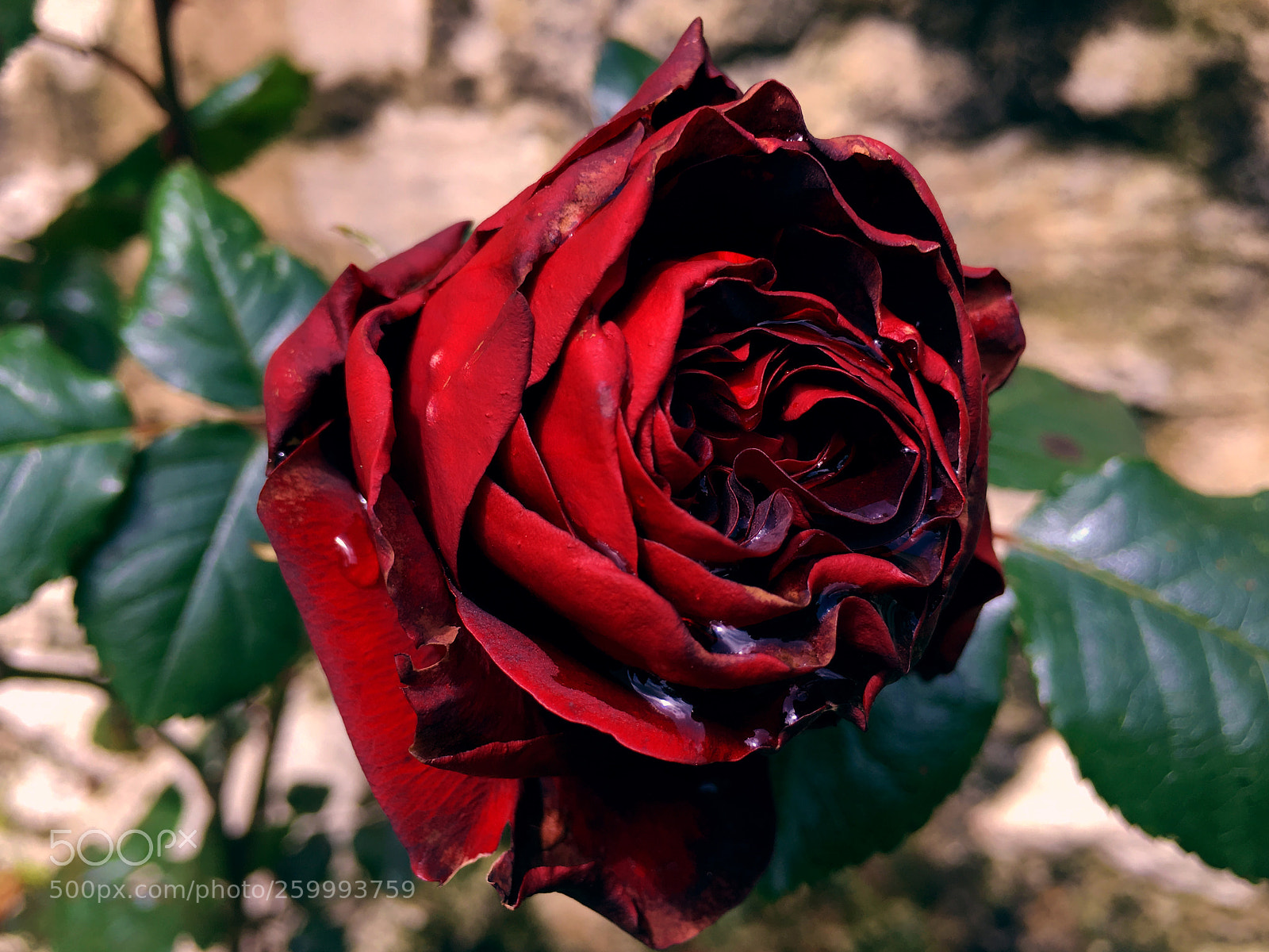 Apple iPhone 6s Plus sample photo. Rosa photography