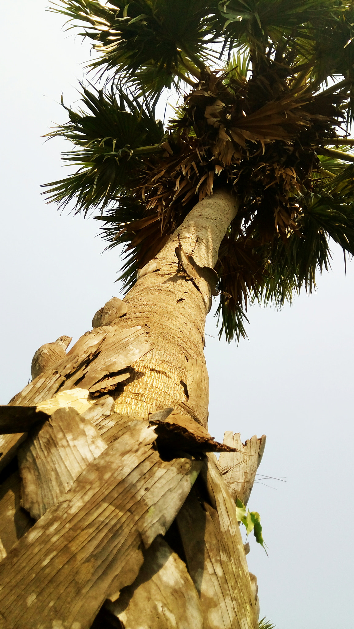 GIONEE A1 lite sample photo