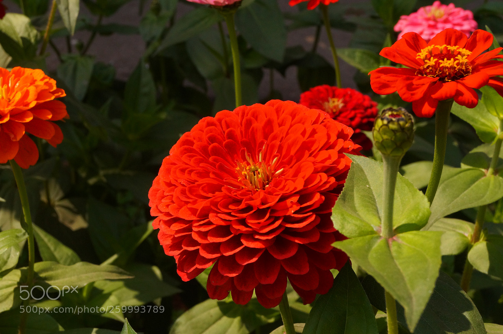 Sony SLT-A58 sample photo. Untitled photography