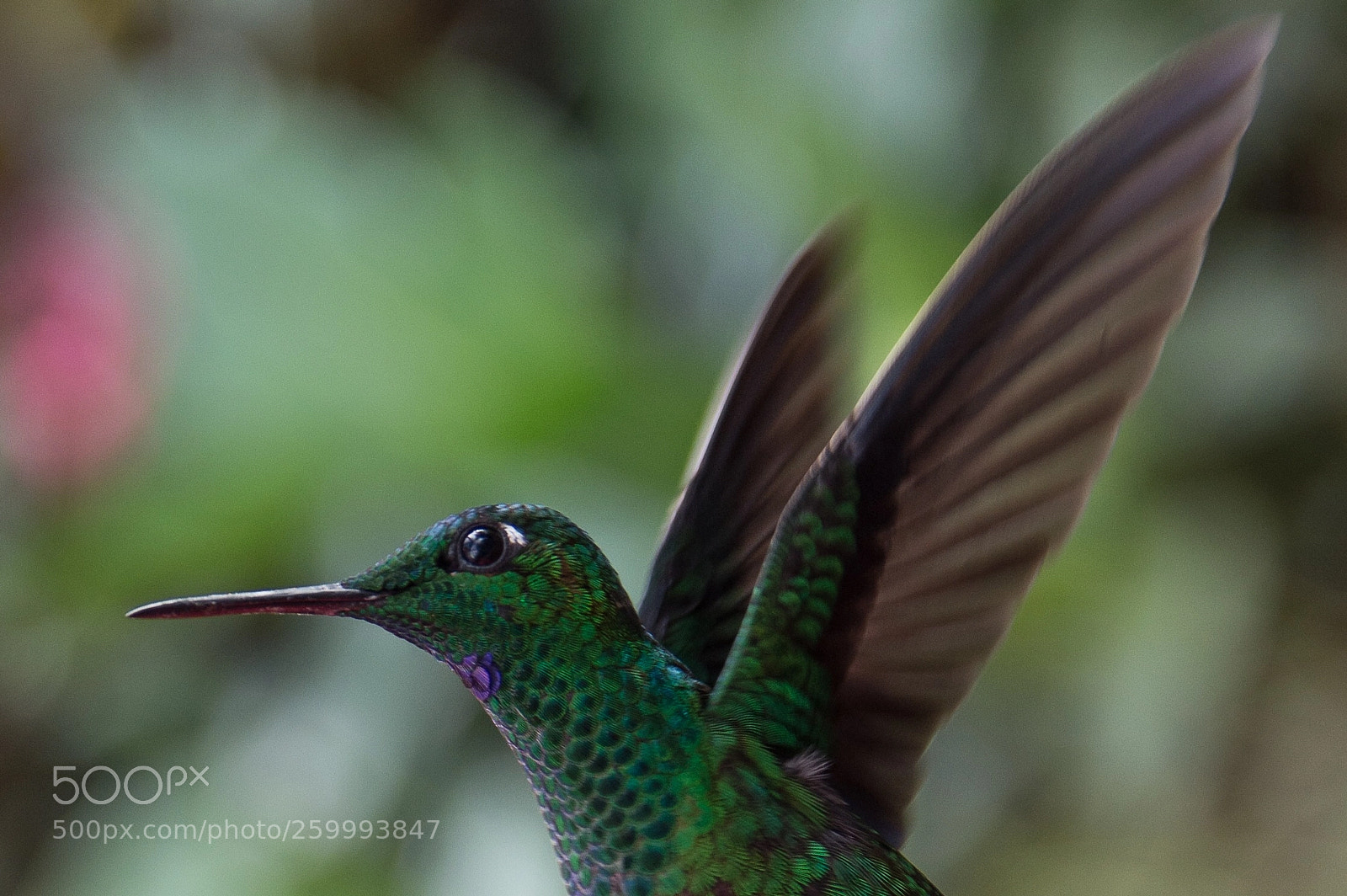 Nikon D3200 sample photo. Flying hummingbird  photography