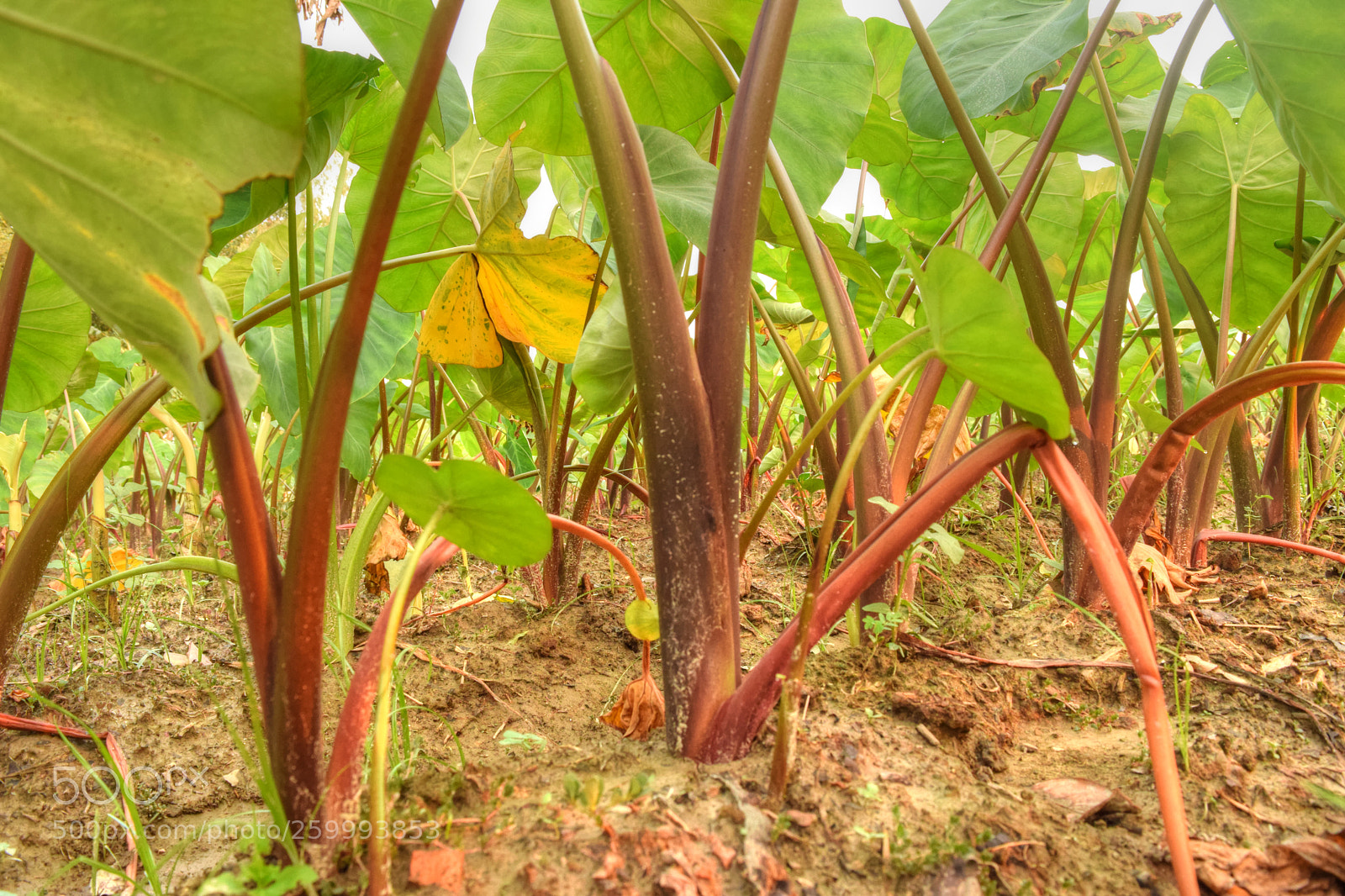 Nikon D3300 sample photo. The taro field photography
