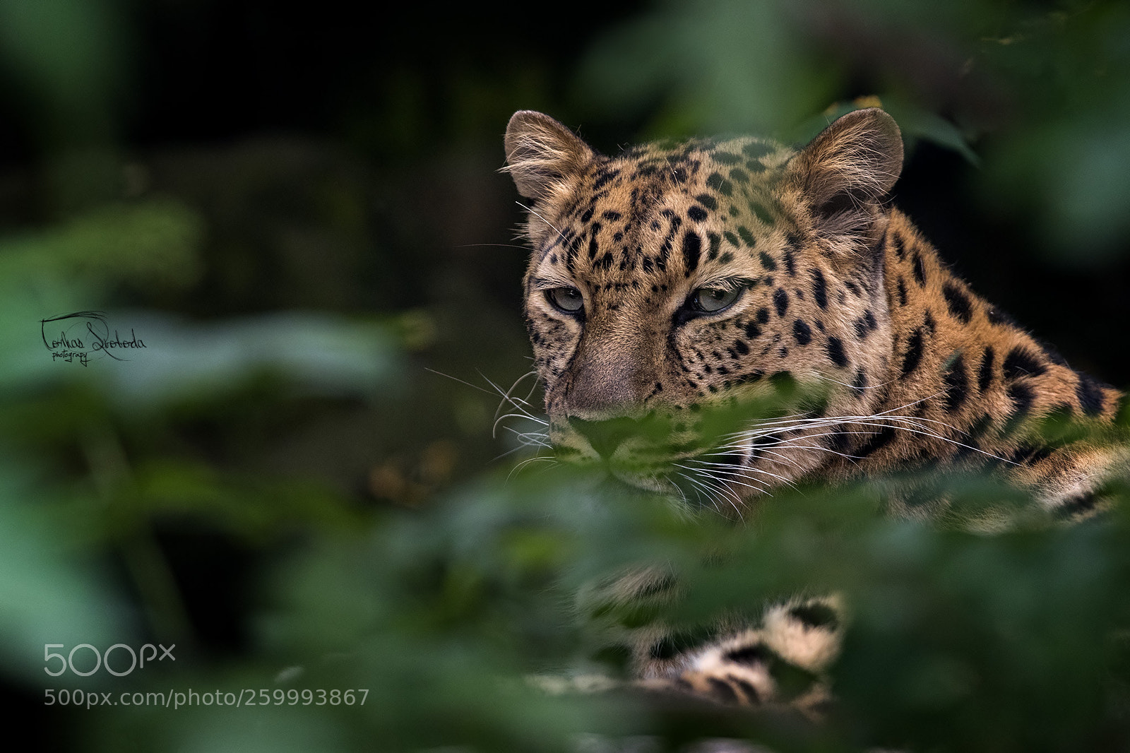 Nikon D750 sample photo. The amur leopard panthera photography