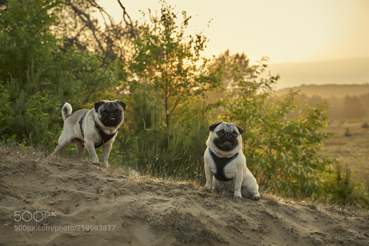 Sony a99 II sample photo. Walking the dog during photography