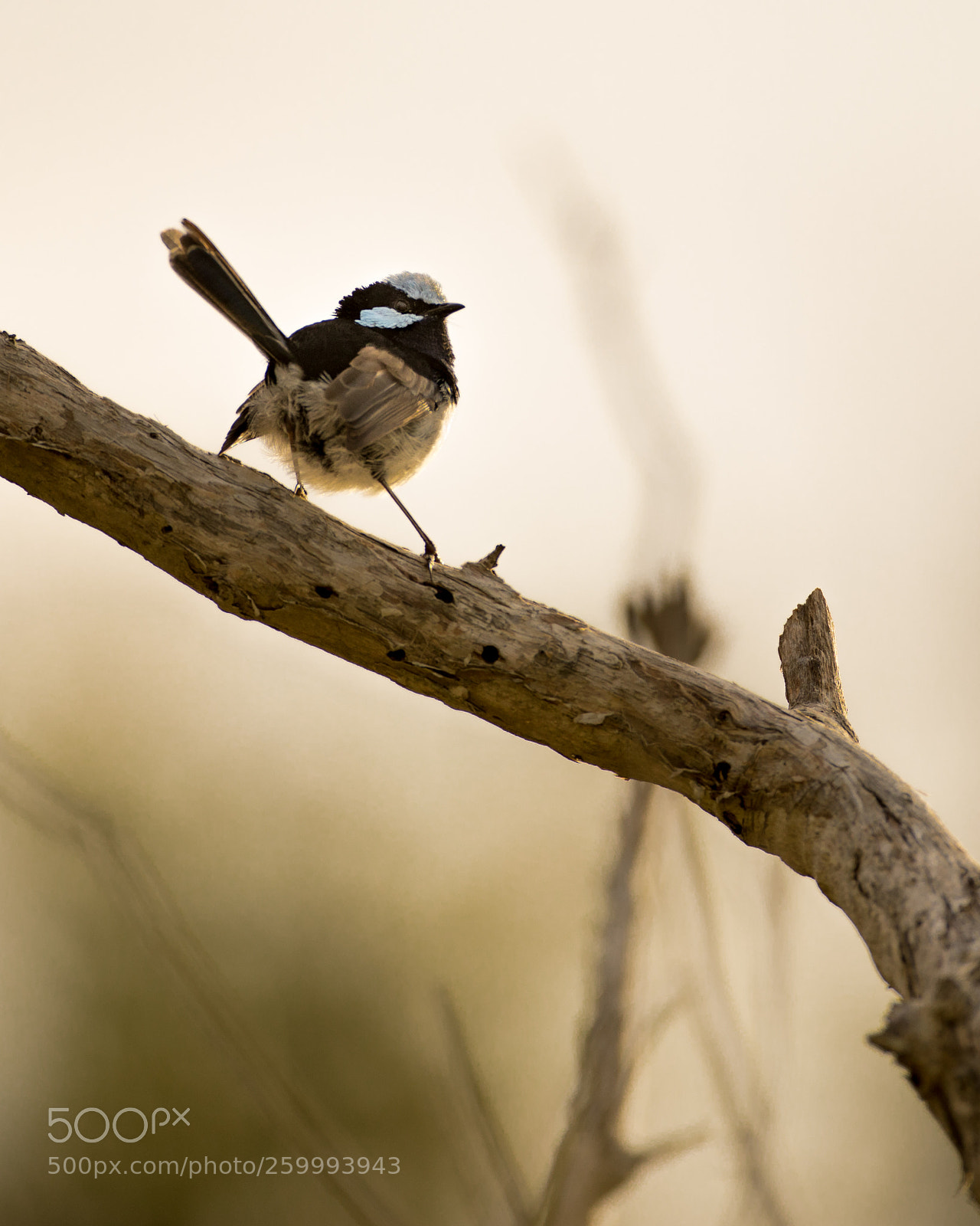 Canon EOS 5D Mark IV sample photo. Fairy wren at sunrise photography
