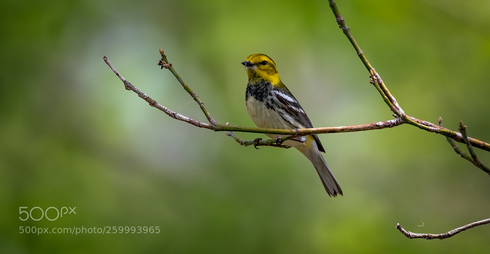 Nikon D500 sample photo. Black-throated green warbler photography