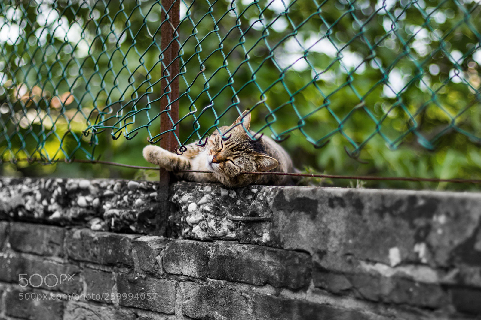 Canon EOS 750D (EOS Rebel T6i / EOS Kiss X8i) sample photo. Borig life, beautiful cat photography