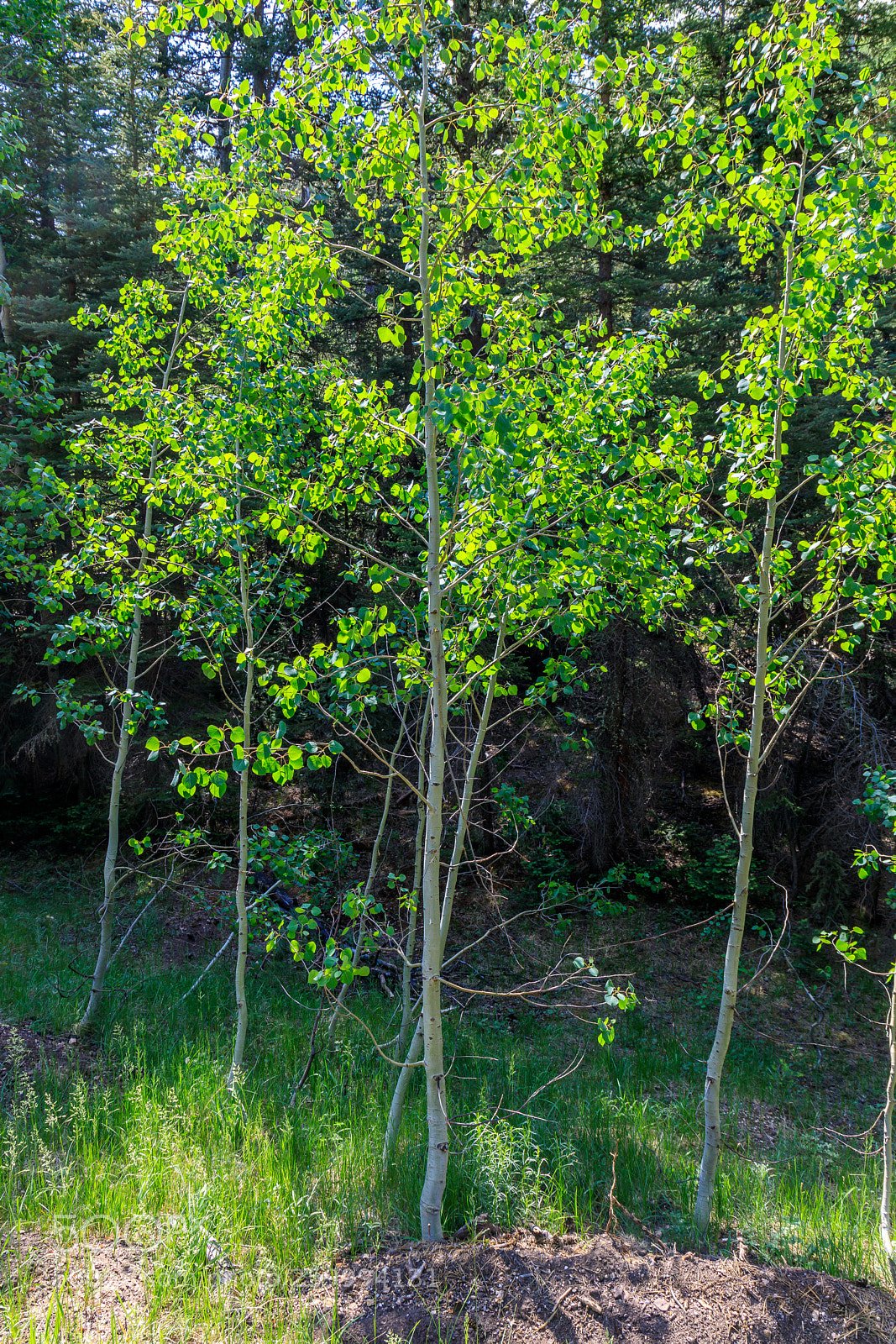 Canon EOS 5D Mark IV sample photo. Grand canyon national park 3111 photography