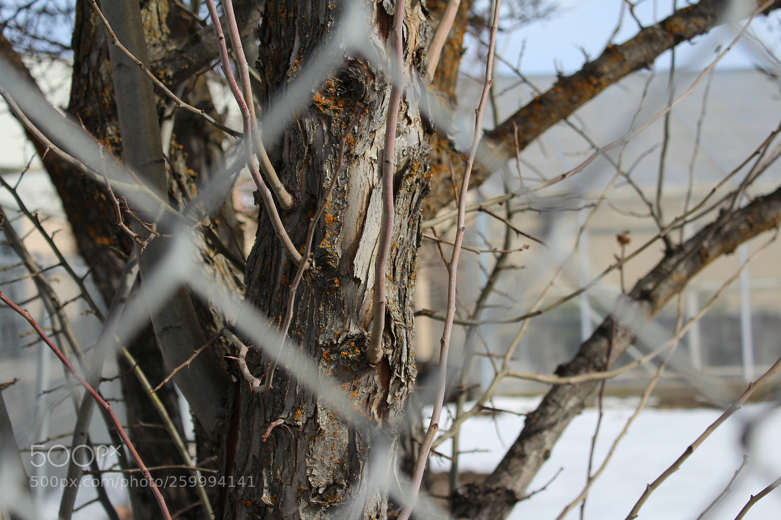 Canon EOS 1200D (EOS Rebel T5 / EOS Kiss X70 / EOS Hi) sample photo. Fenced in photography
