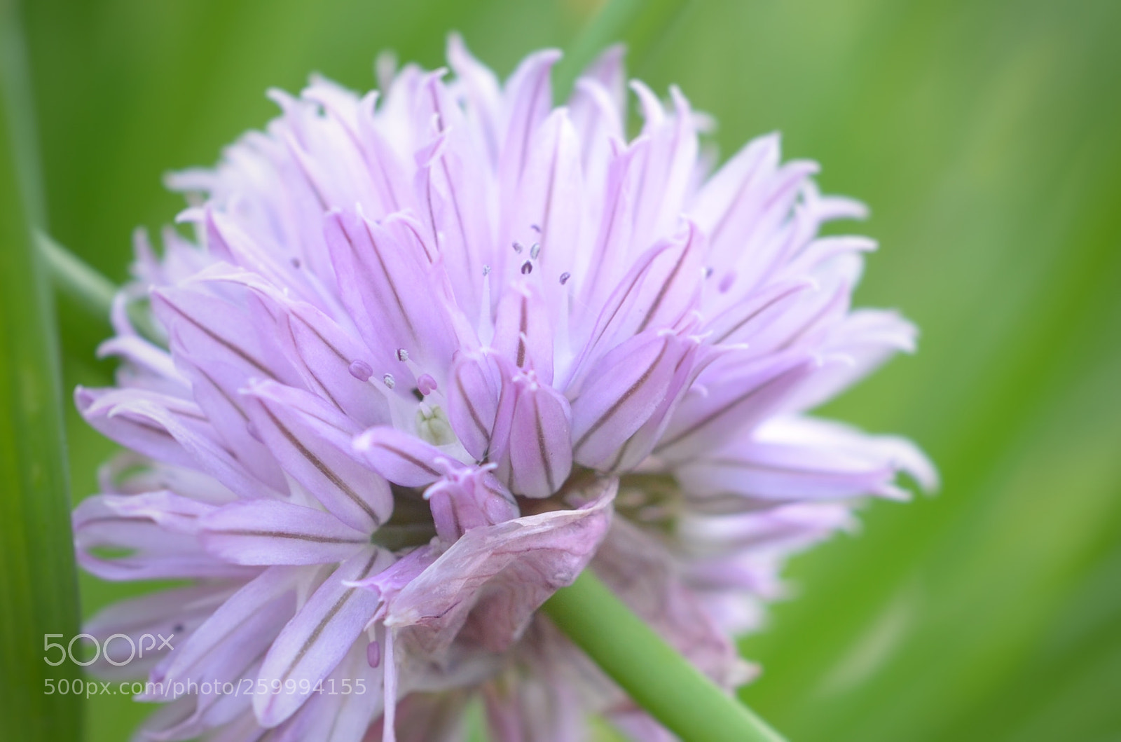 Nikon D5100 sample photo. Chive flower photography