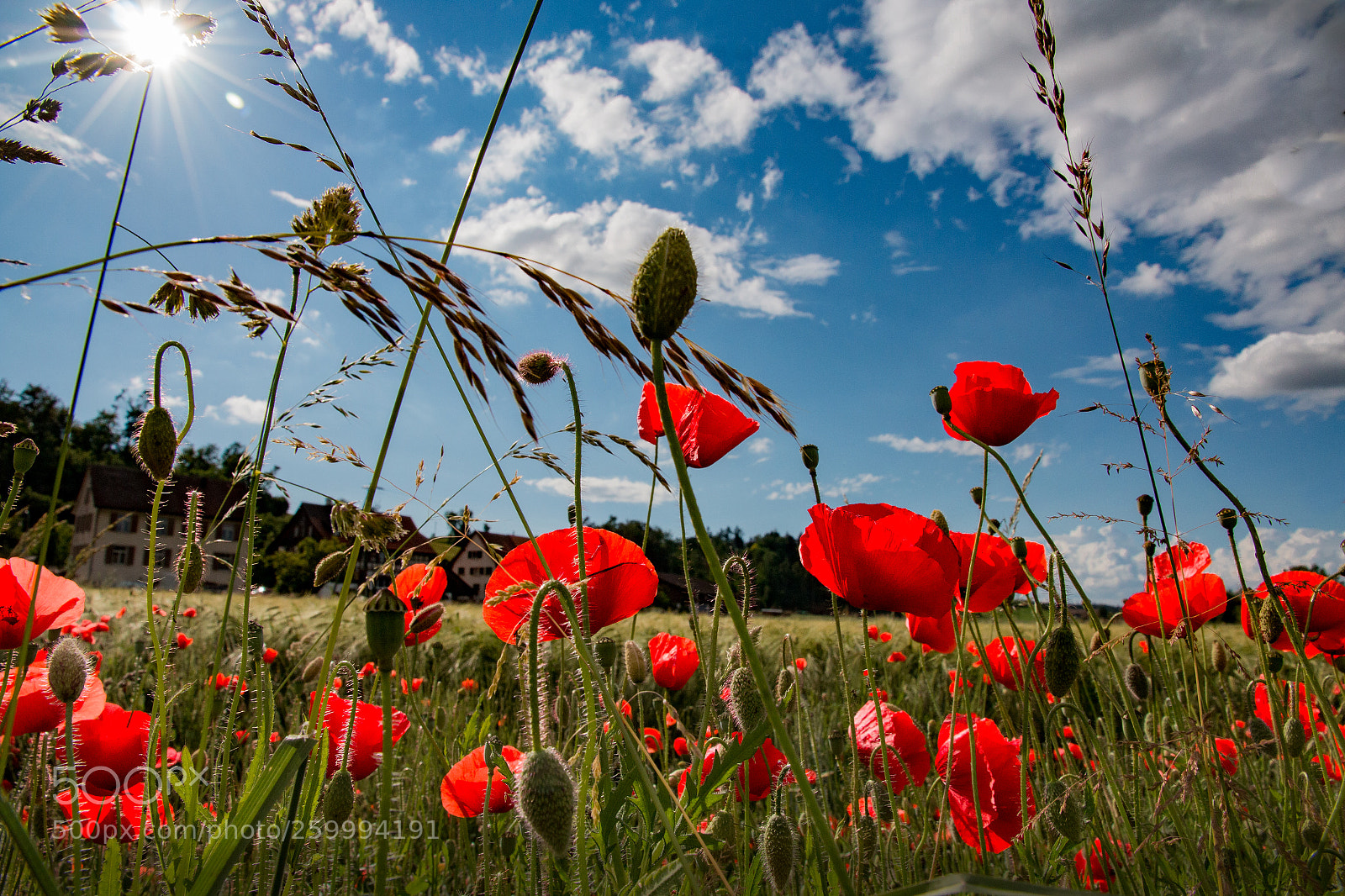 Canon EOS 70D sample photo. ***poppies over poppies*** photography