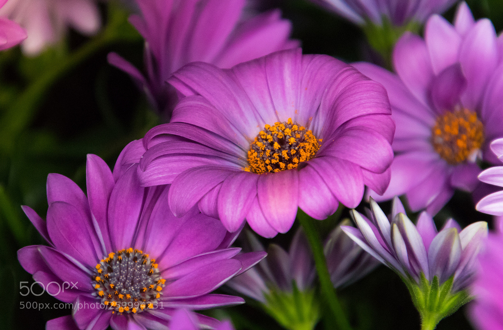 Canon EOS 80D sample photo. Eclat floral photography