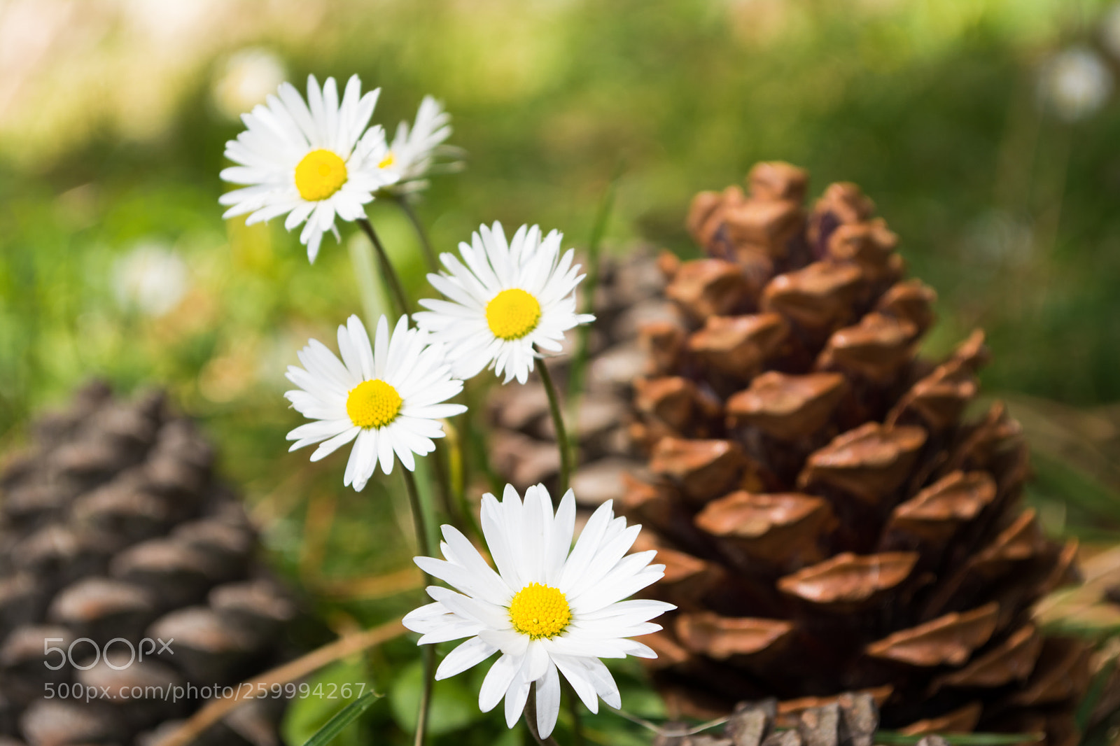 Nikon D5200 sample photo. Spring photography