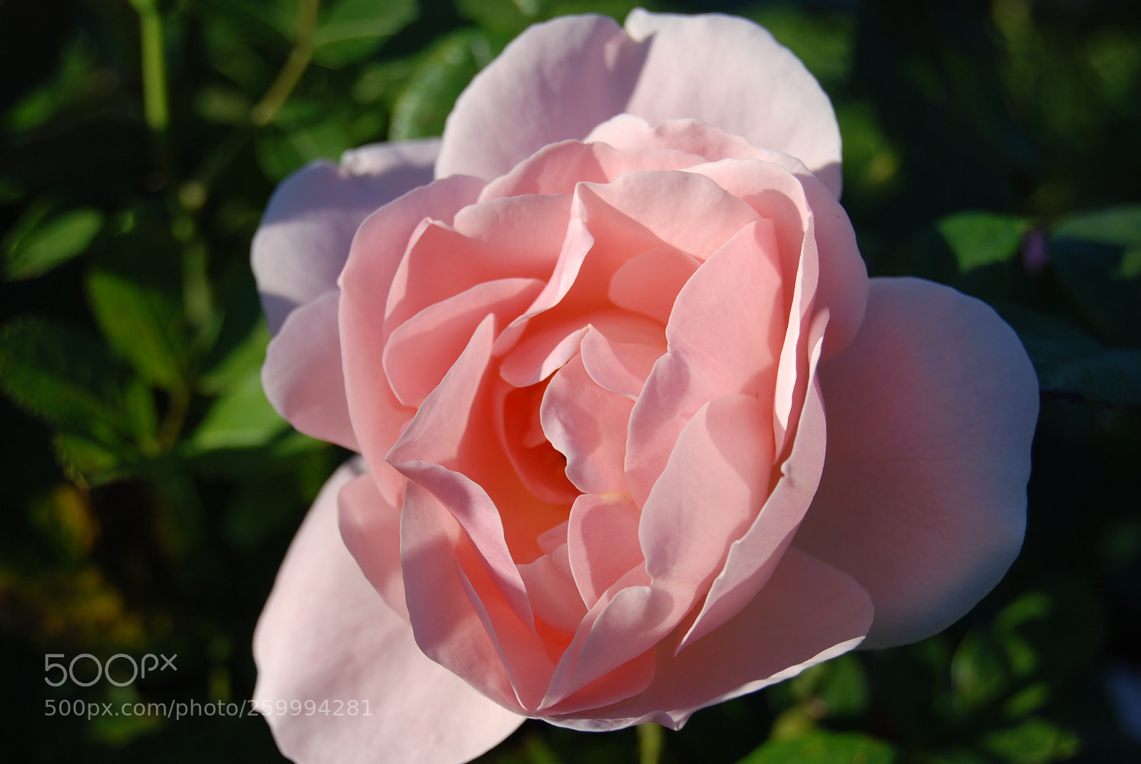 Nikon D80 sample photo. Pink rose photography