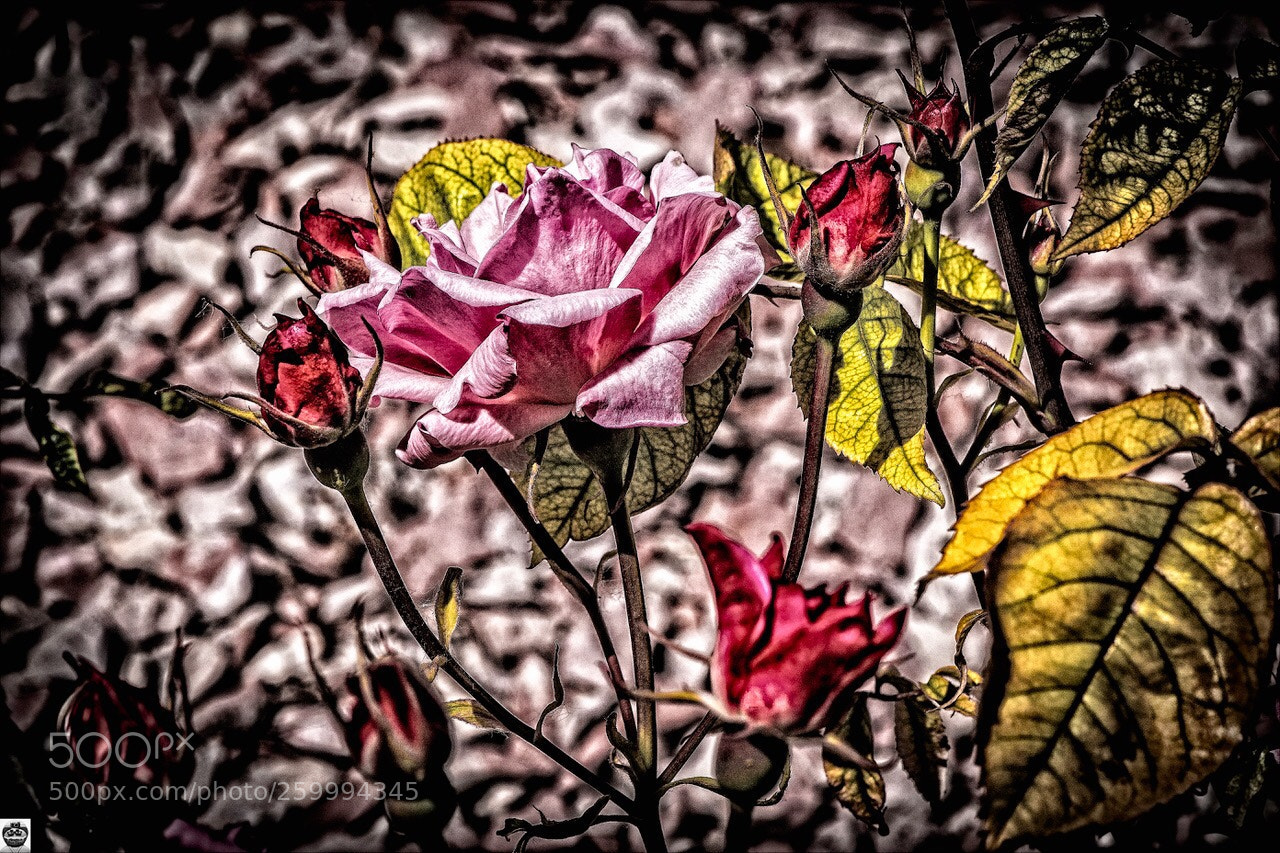 Nikon D500 sample photo. Irreal photography