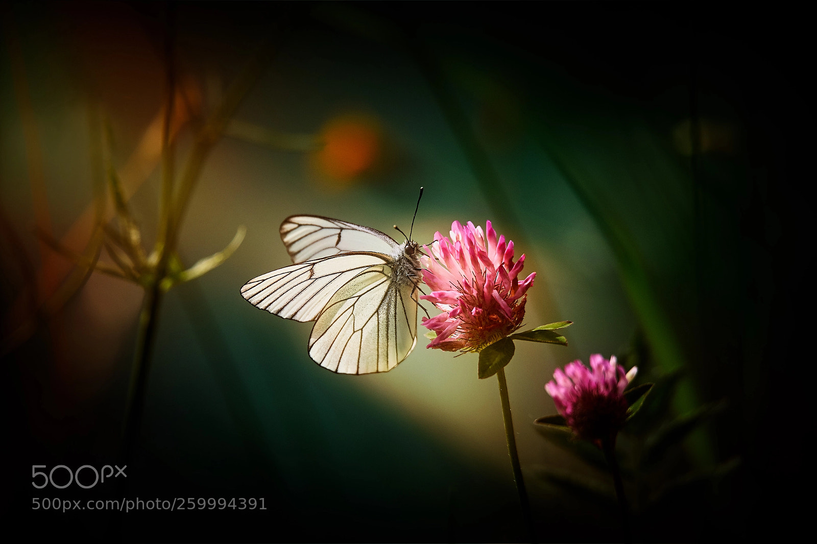 Nikon D4S sample photo. Butterfly photography