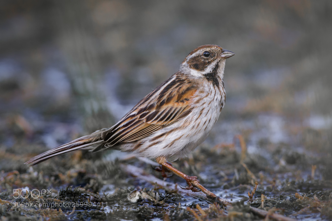 Canon EOS 5D Mark IV sample photo. Reed bunting photography