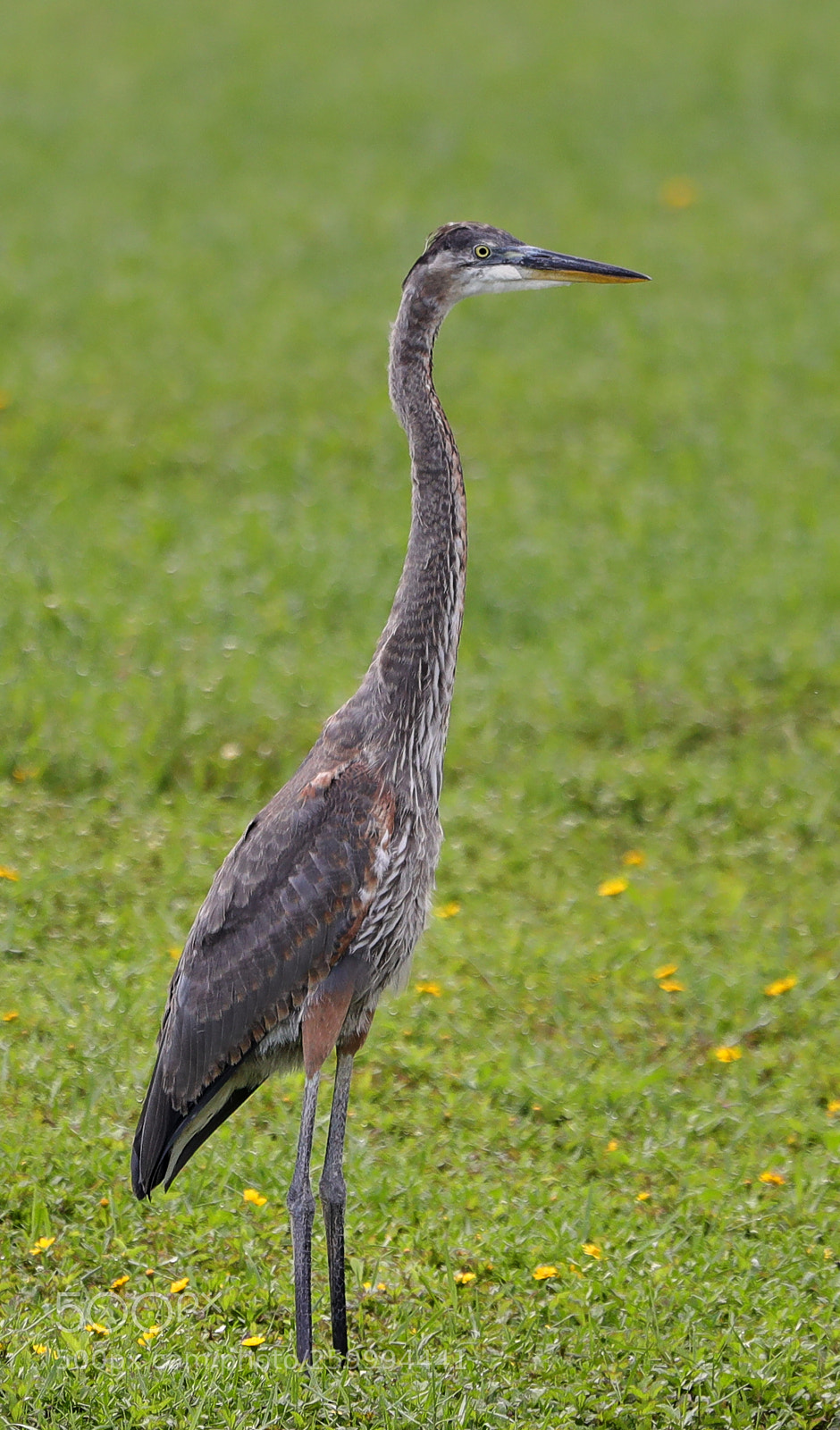 Canon EOS-1D X Mark II sample photo. 05-29-18-0020403.jpg photography
