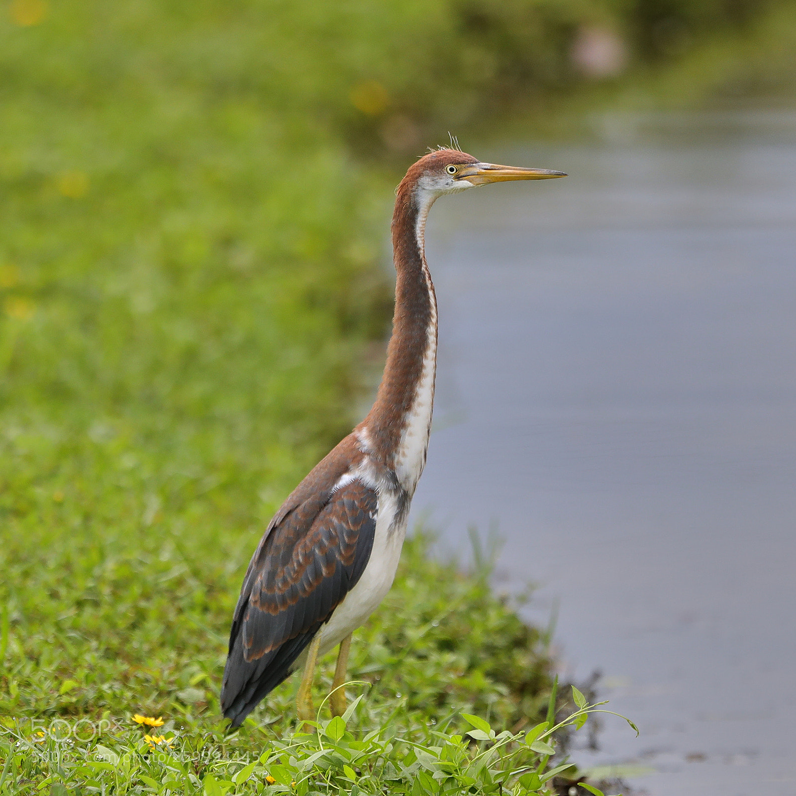 Canon EOS-1D X Mark II sample photo. 05-29-18-0020401.jpg photography
