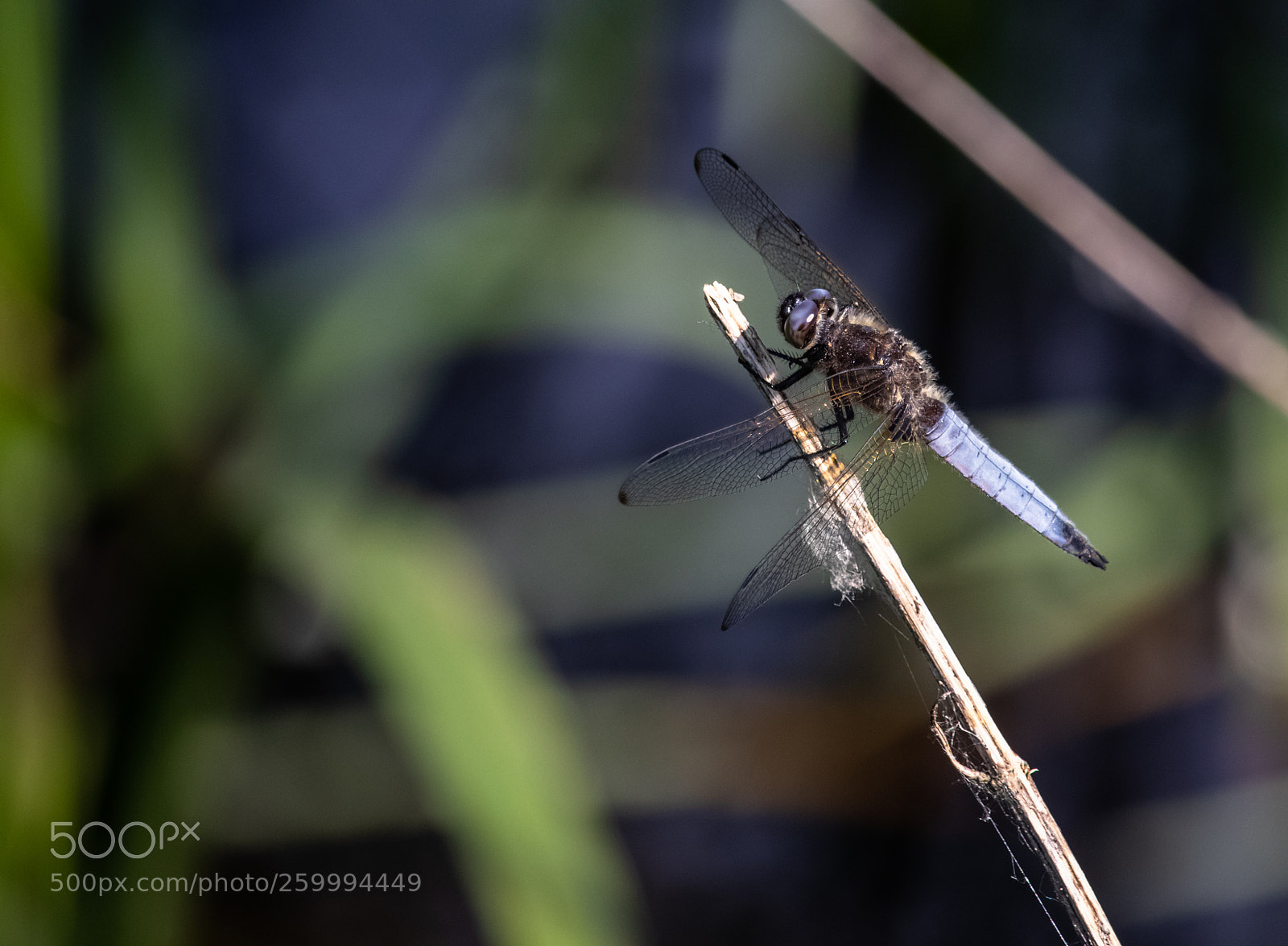 Canon EOS 80D sample photo. Dragonfly #6 photography