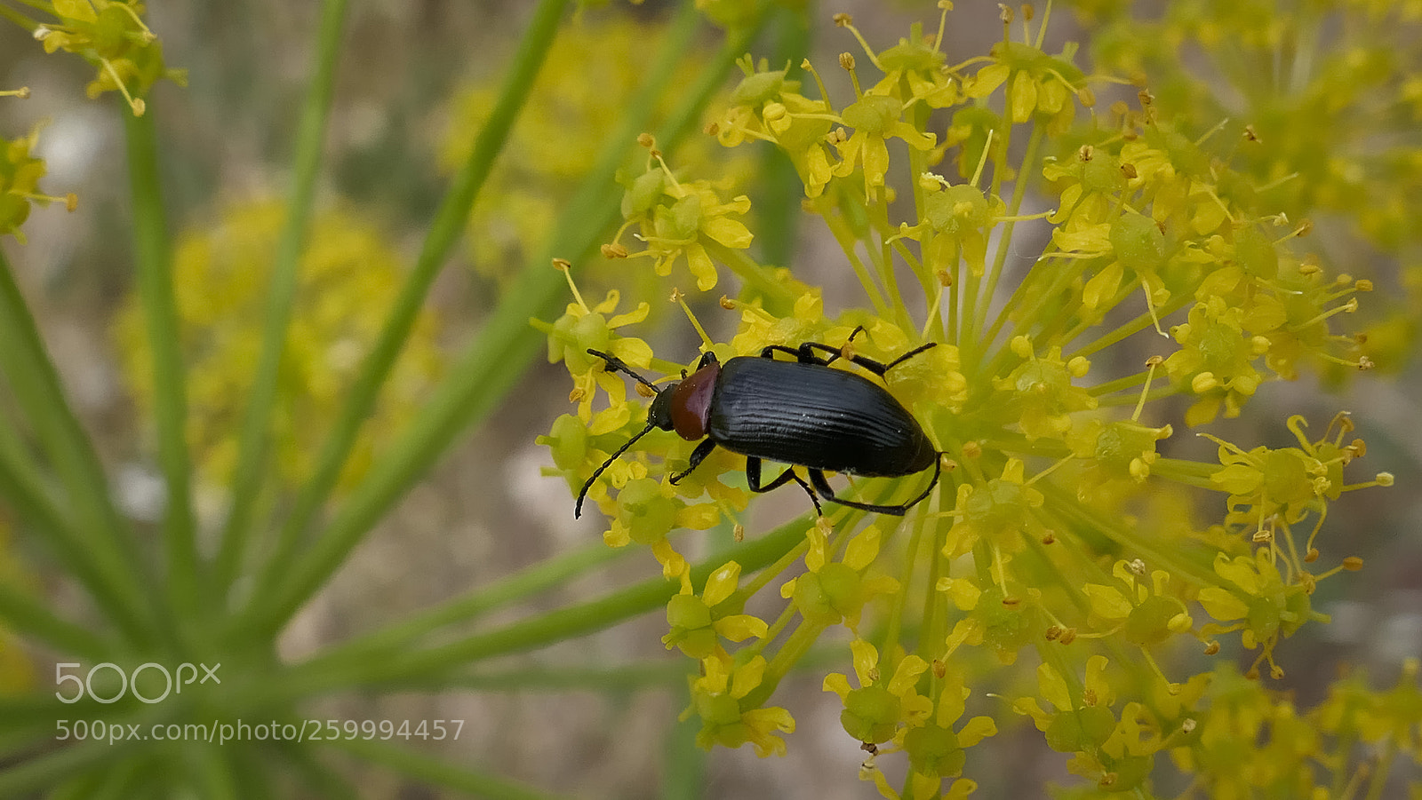 Panasonic Lumix DMC-ZS100 (Lumix DMC-TZ100) sample photo. Naturaleza photography