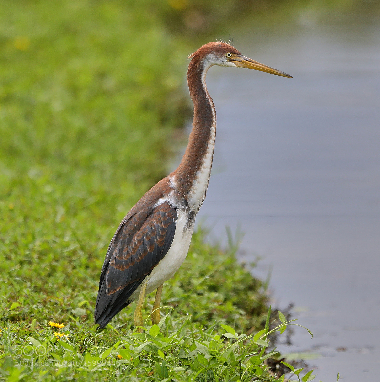 Canon EOS-1D X Mark II sample photo. 05-29-18-0020400.jpg photography