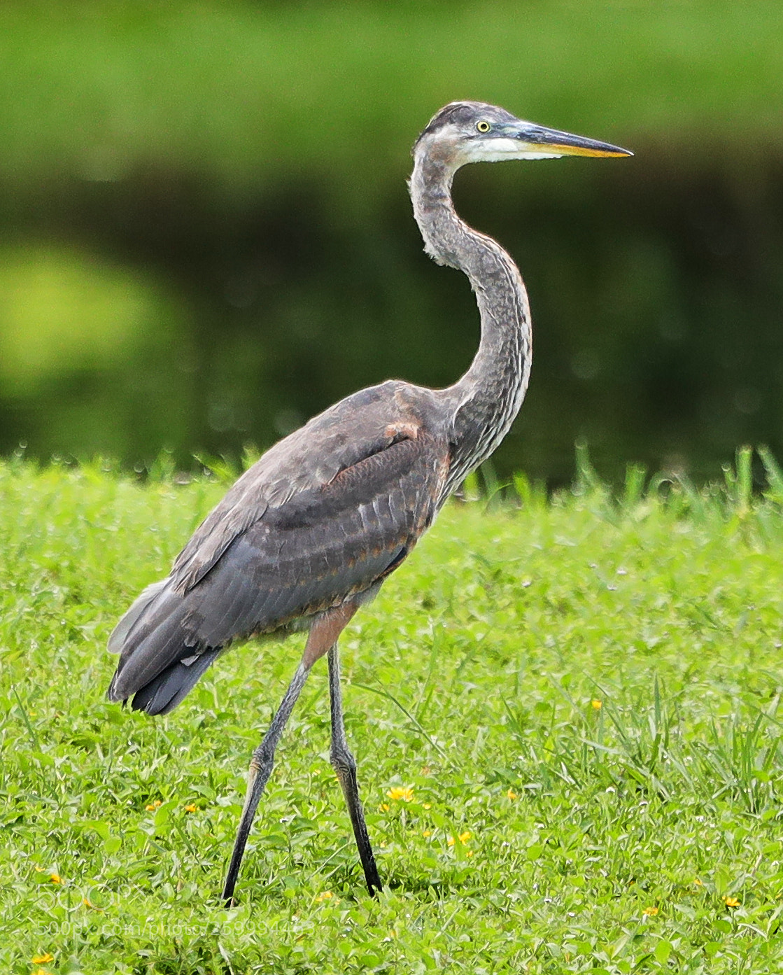 Canon EOS-1D X Mark II sample photo. 05-29-18-0020398.jpg photography