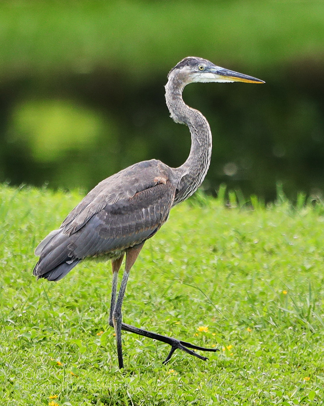 Canon EOS-1D X Mark II sample photo. 05-29-18-0020399.jpg photography