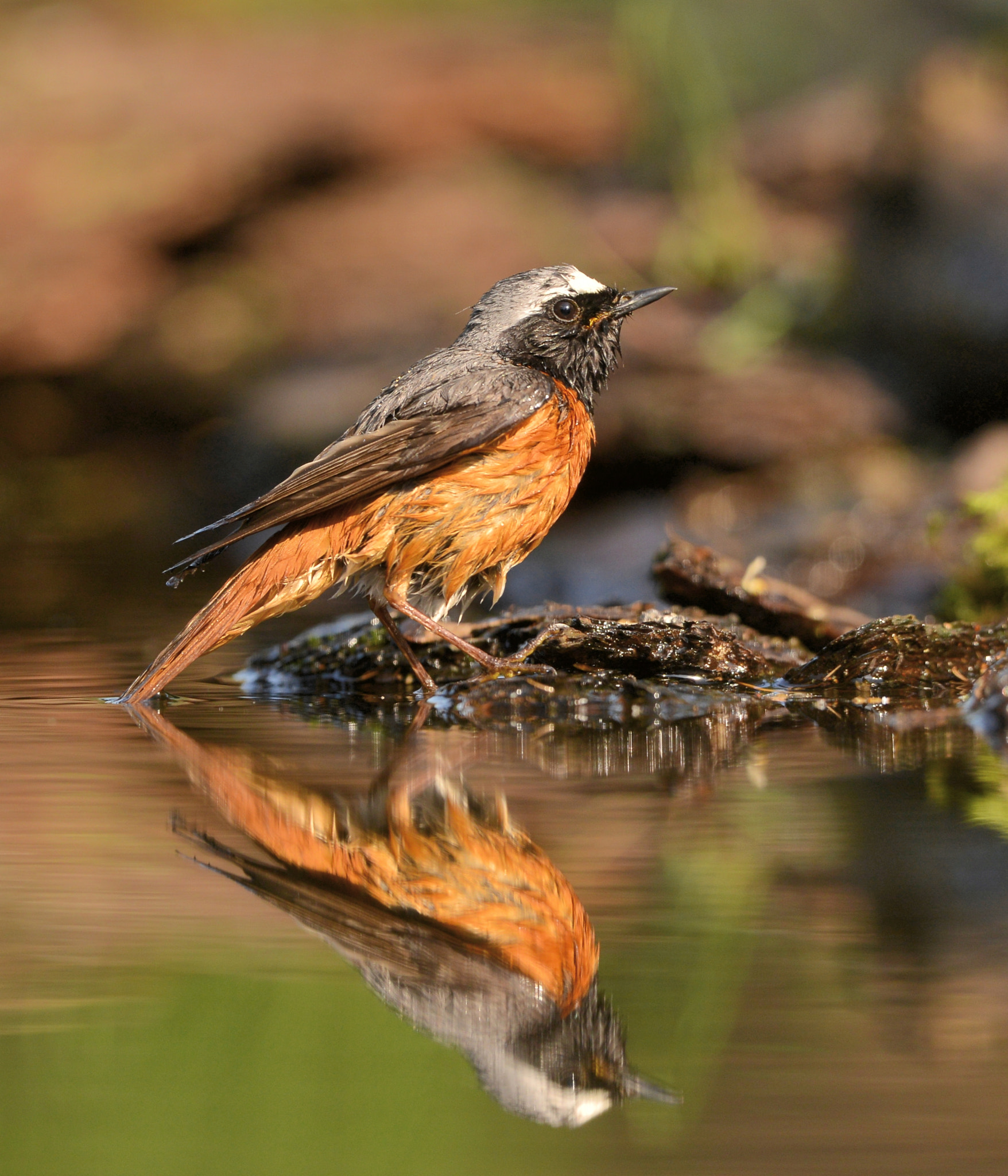 Nikon D600 + Nikon AF-S Nikkor 500mm F4G ED VR sample photo. Gekraagde roodstaart photography