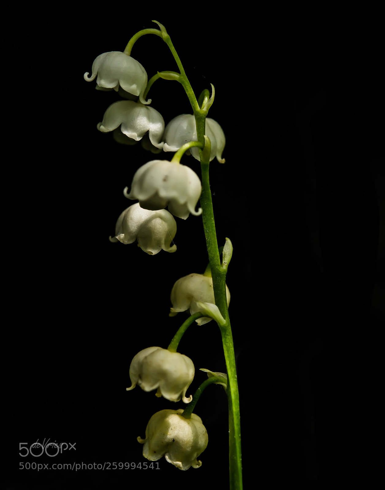 Nikon D7100 sample photo. Lily of the valley . . . photography
