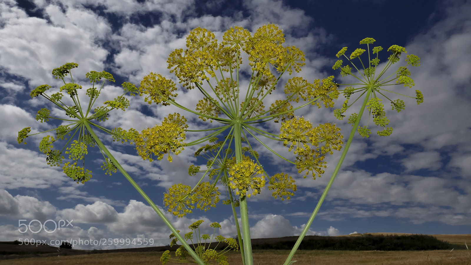 Panasonic Lumix DMC-ZS100 (Lumix DMC-TZ100) sample photo. Cielos y plantas photography