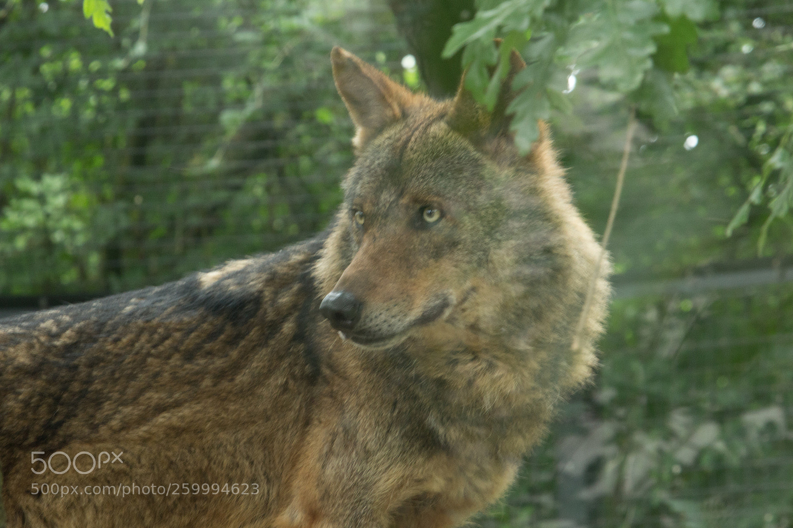 Canon EOS 100D (EOS Rebel SL1 / EOS Kiss X7) sample photo. Loup photography