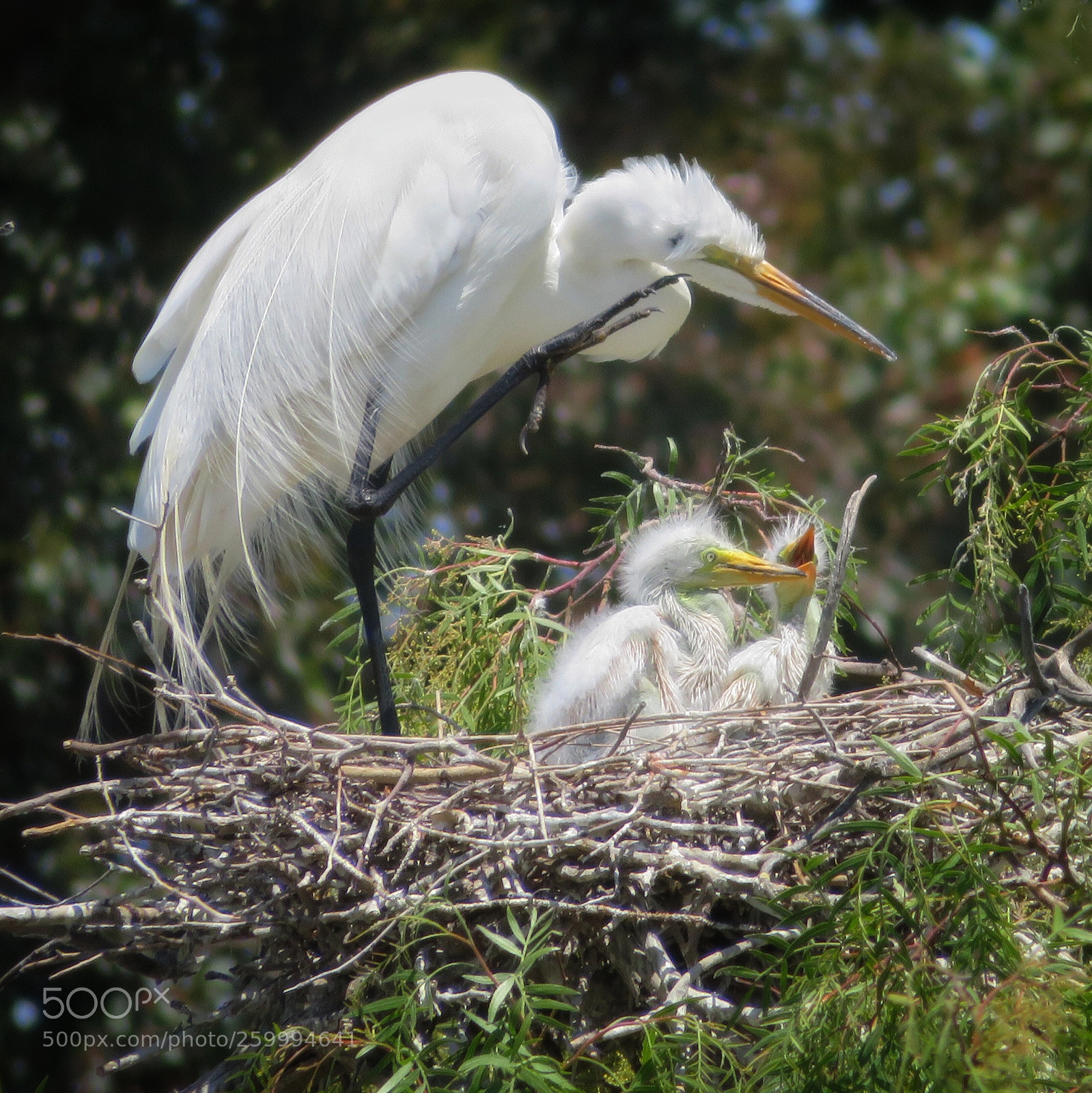 Canon PowerShot SX720 HS sample photo. Itchy mama photography