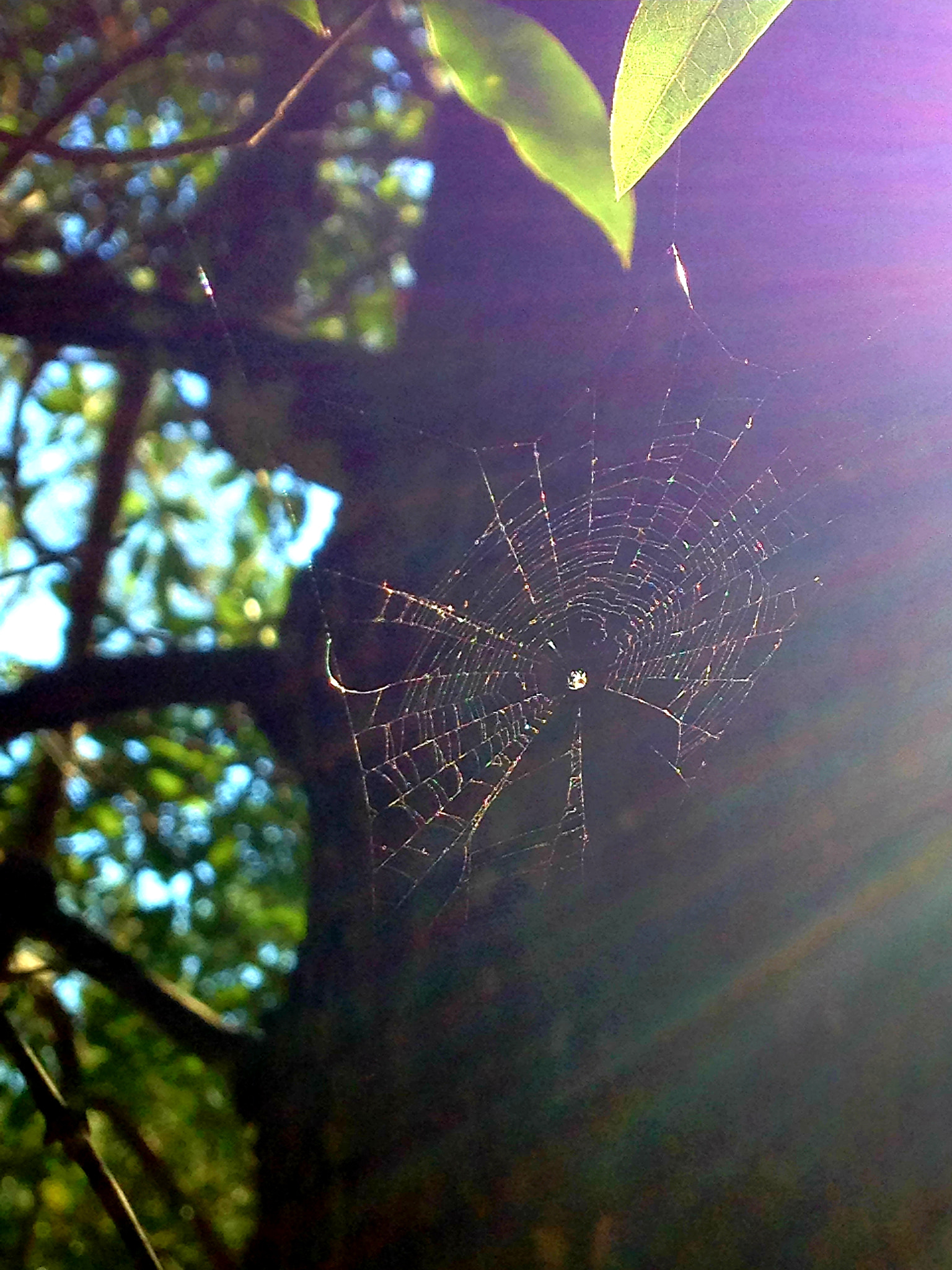 Apple iPhone 5c sample photo. Web photography