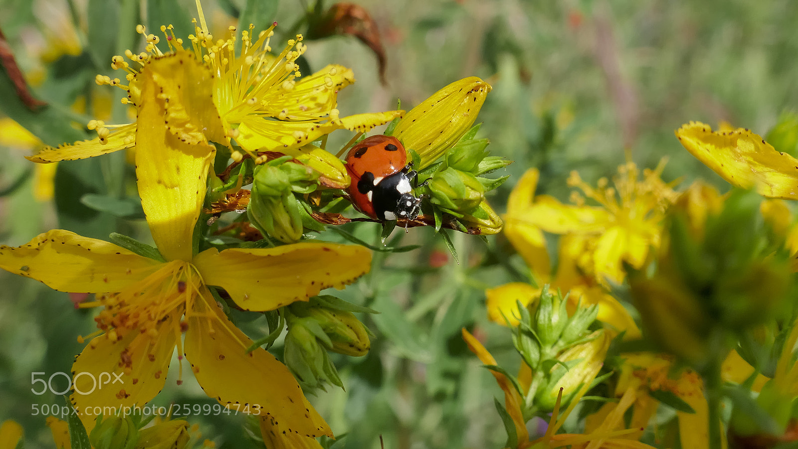 Panasonic Lumix DMC-ZS100 (Lumix DMC-TZ100) sample photo. Mariquita photography