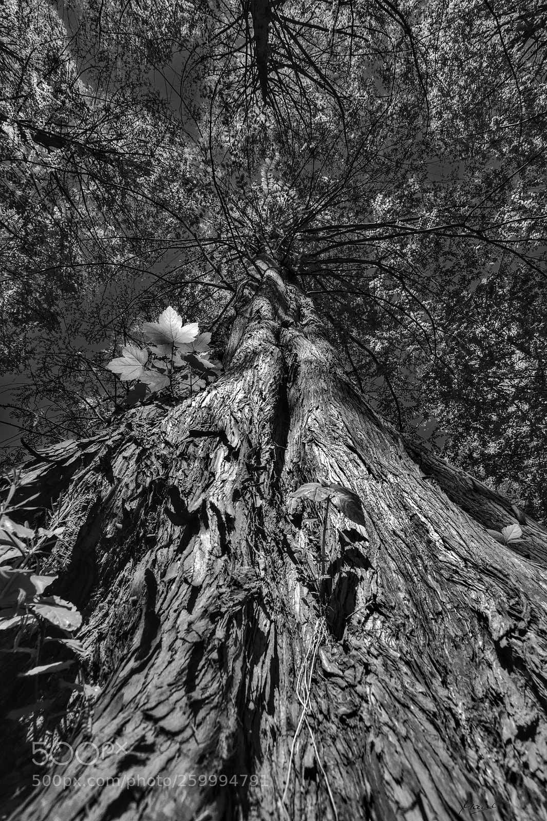 Nikon D90 sample photo. Bottom up photography