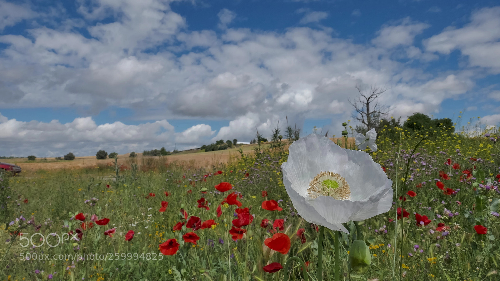 Panasonic Lumix DMC-ZS100 (Lumix DMC-TZ100) sample photo. Campos floridos photography