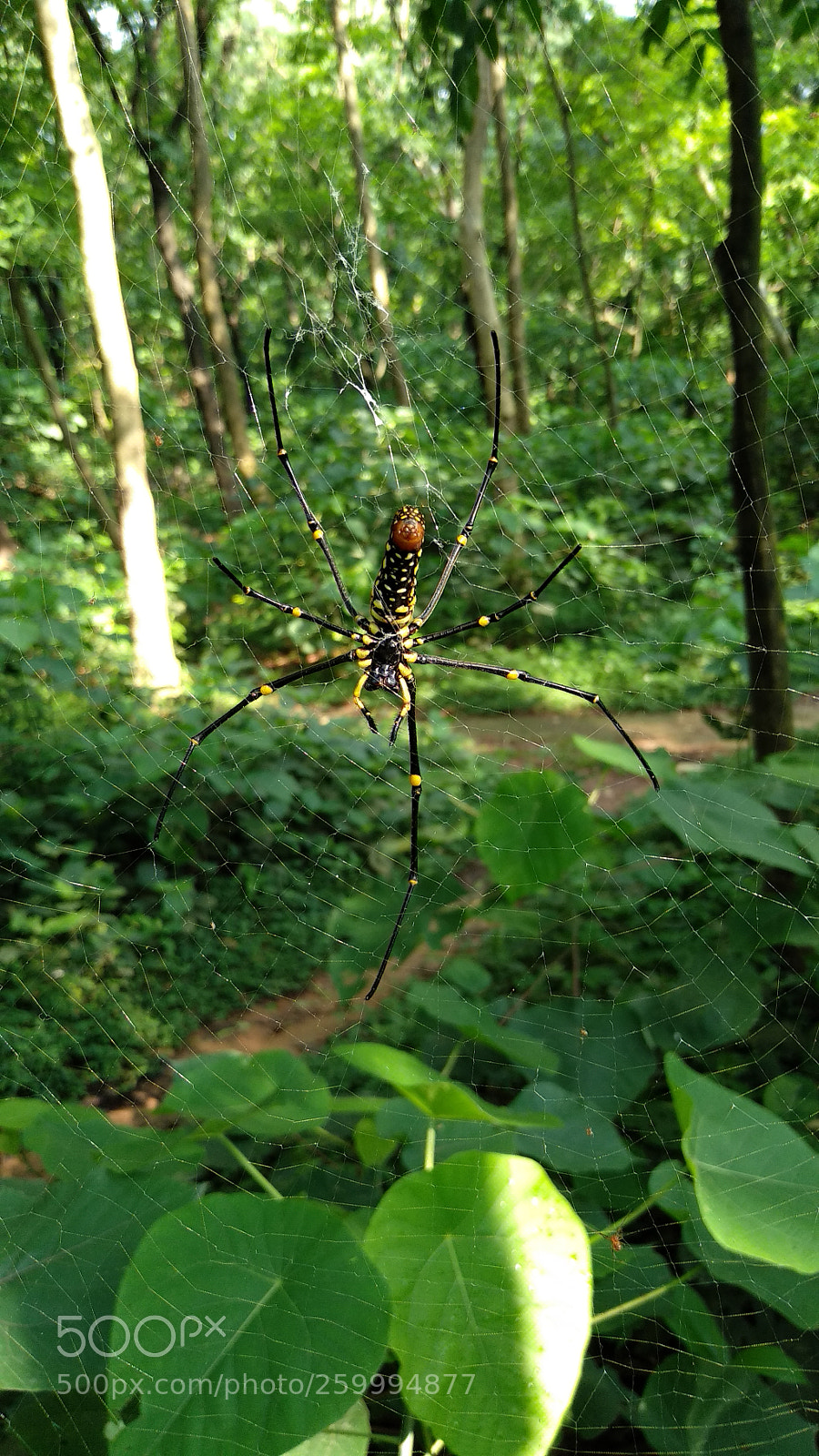 Xiaomi Mi A1 sample photo. Untitled photography