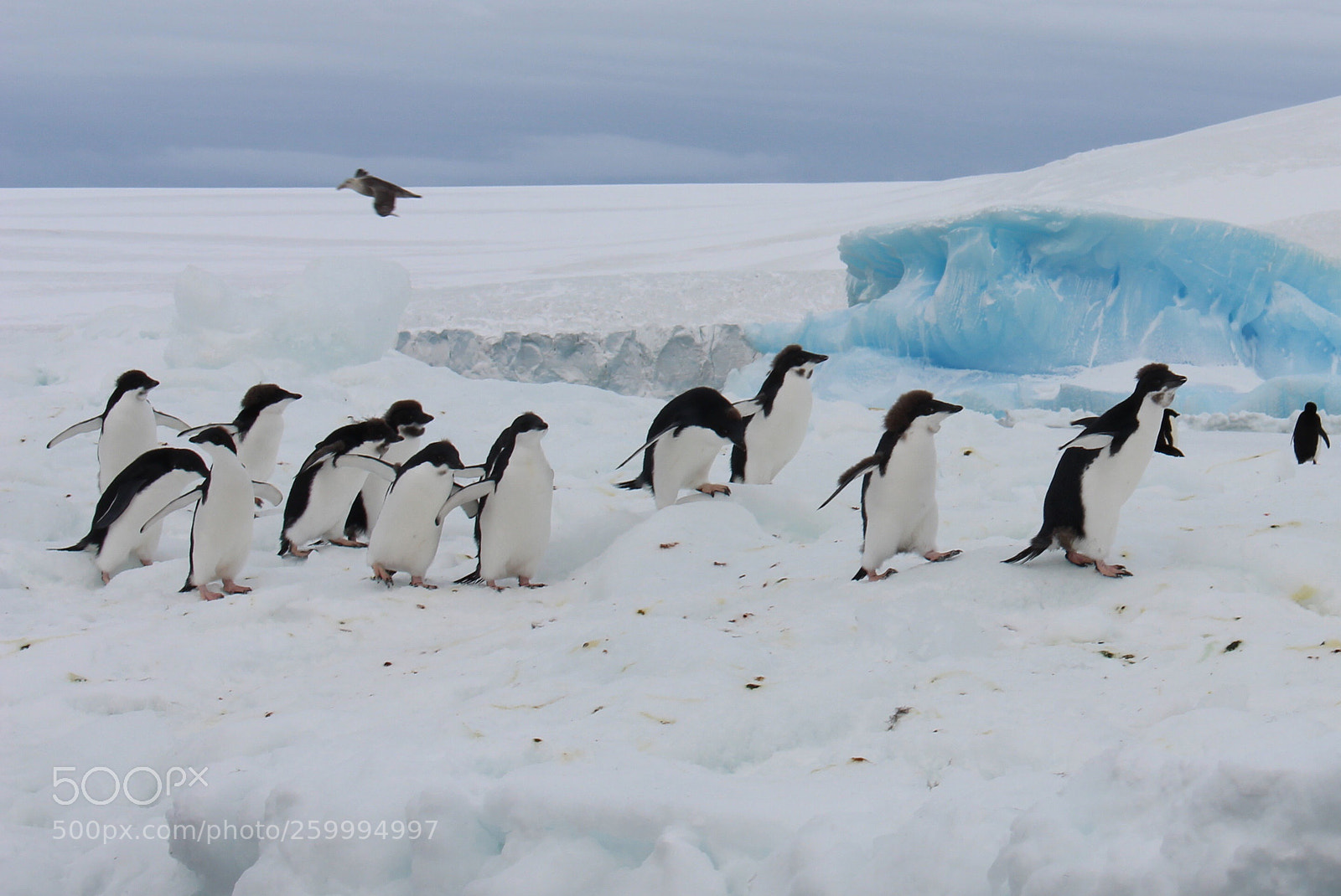 Canon EOS 700D (EOS Rebel T5i / EOS Kiss X7i) sample photo. Antarctica . photography
